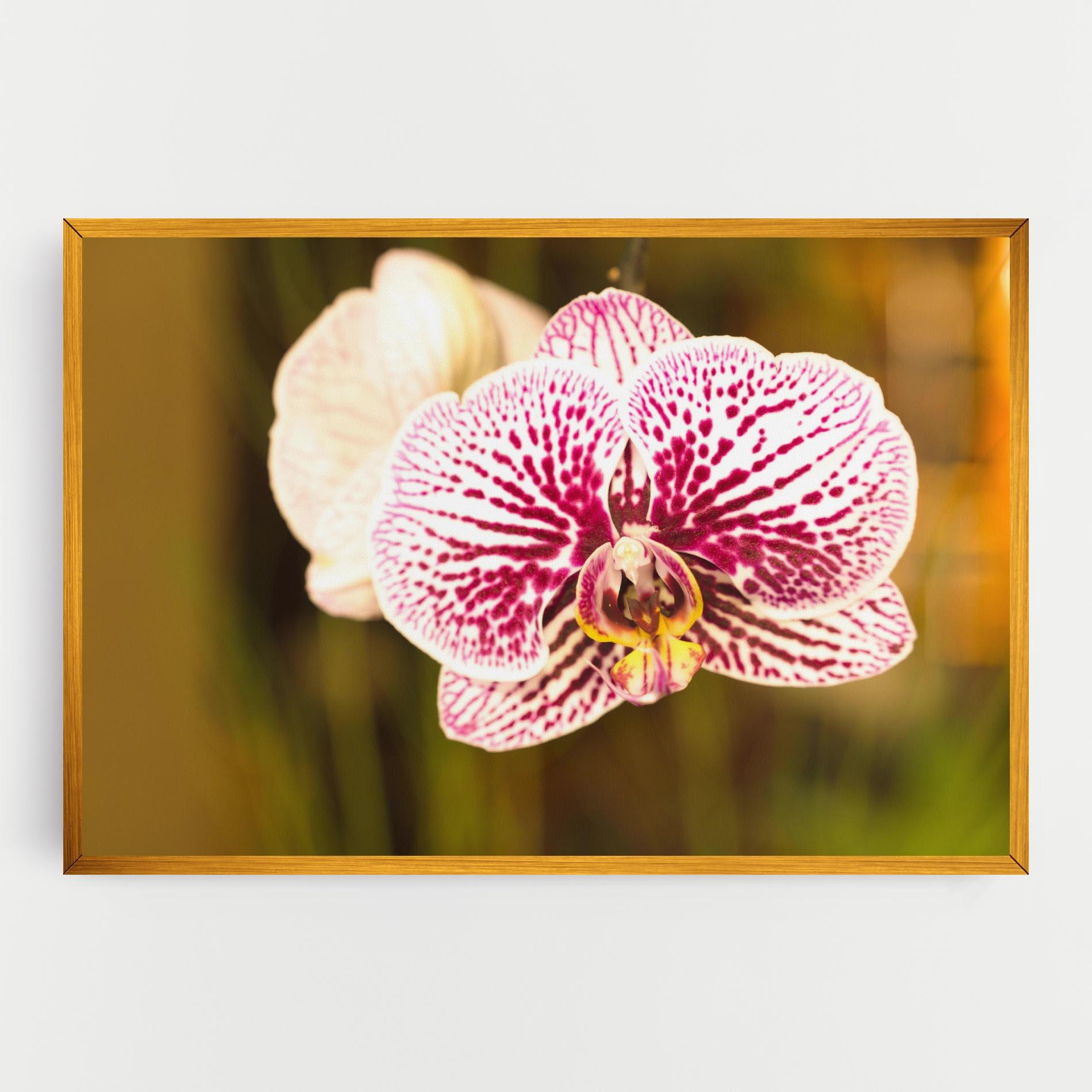 Vászonkép Garden Orchids mockup 0