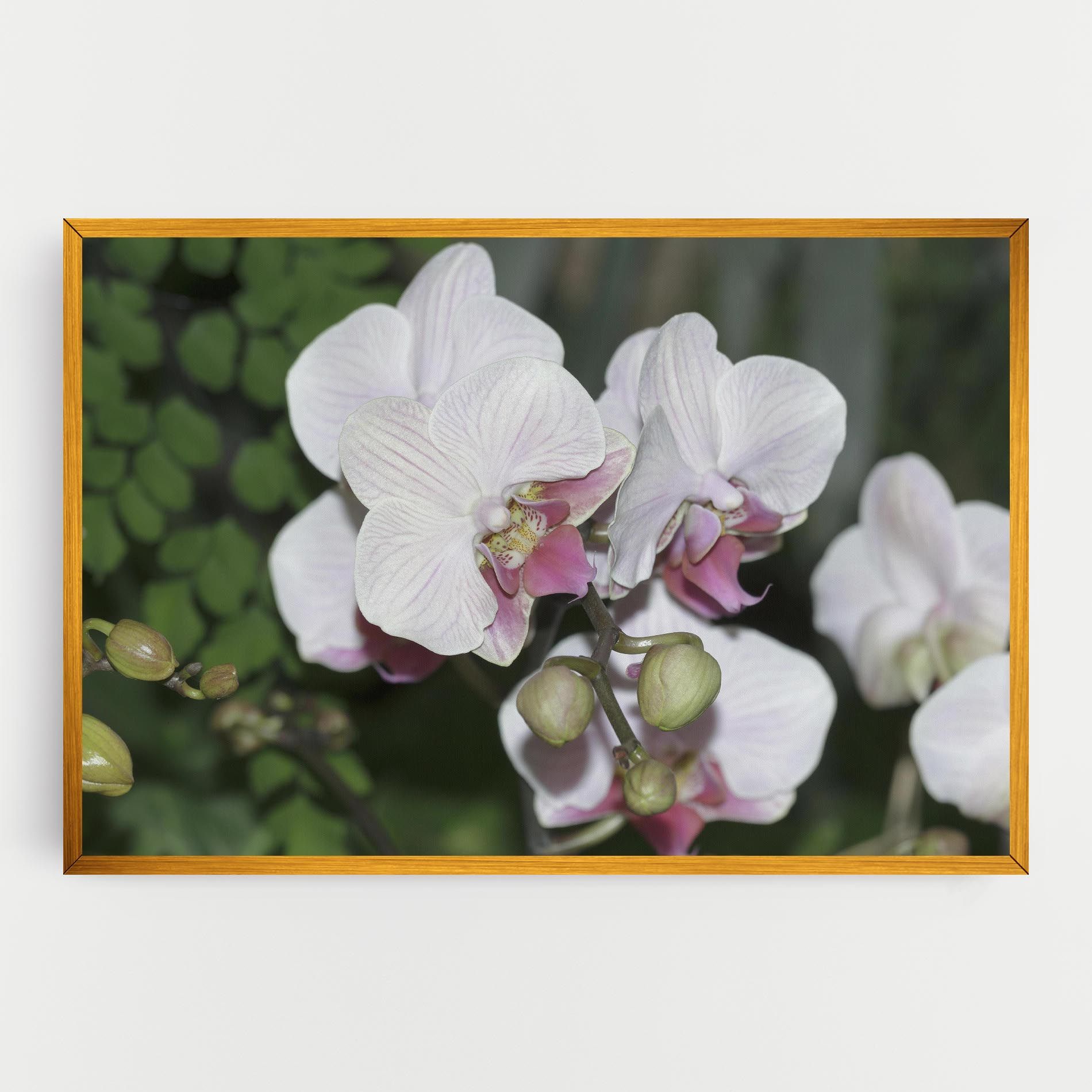 Orchid Botanical Garden mockup 0