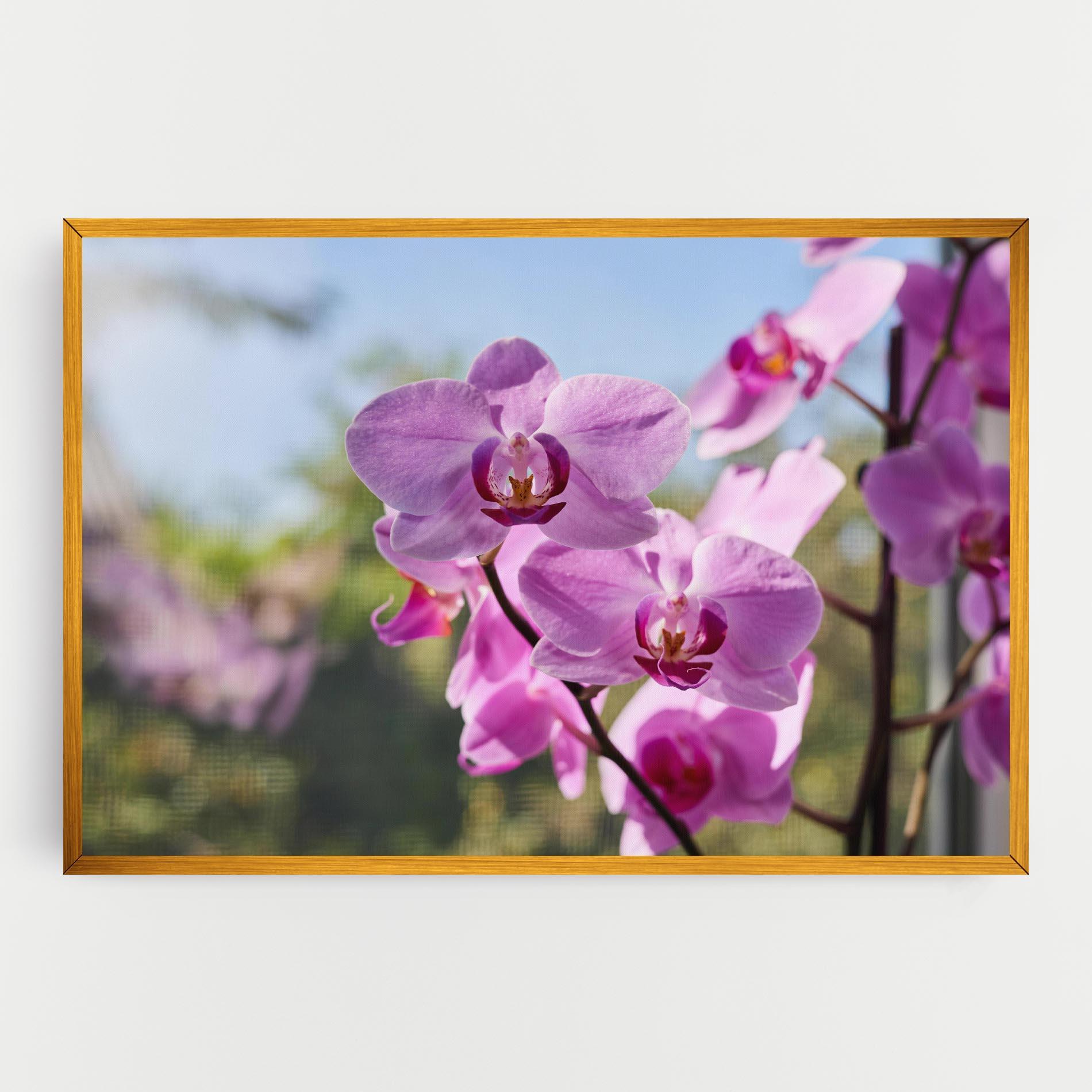 Vászonkép Orchids In The Garden mockup 0