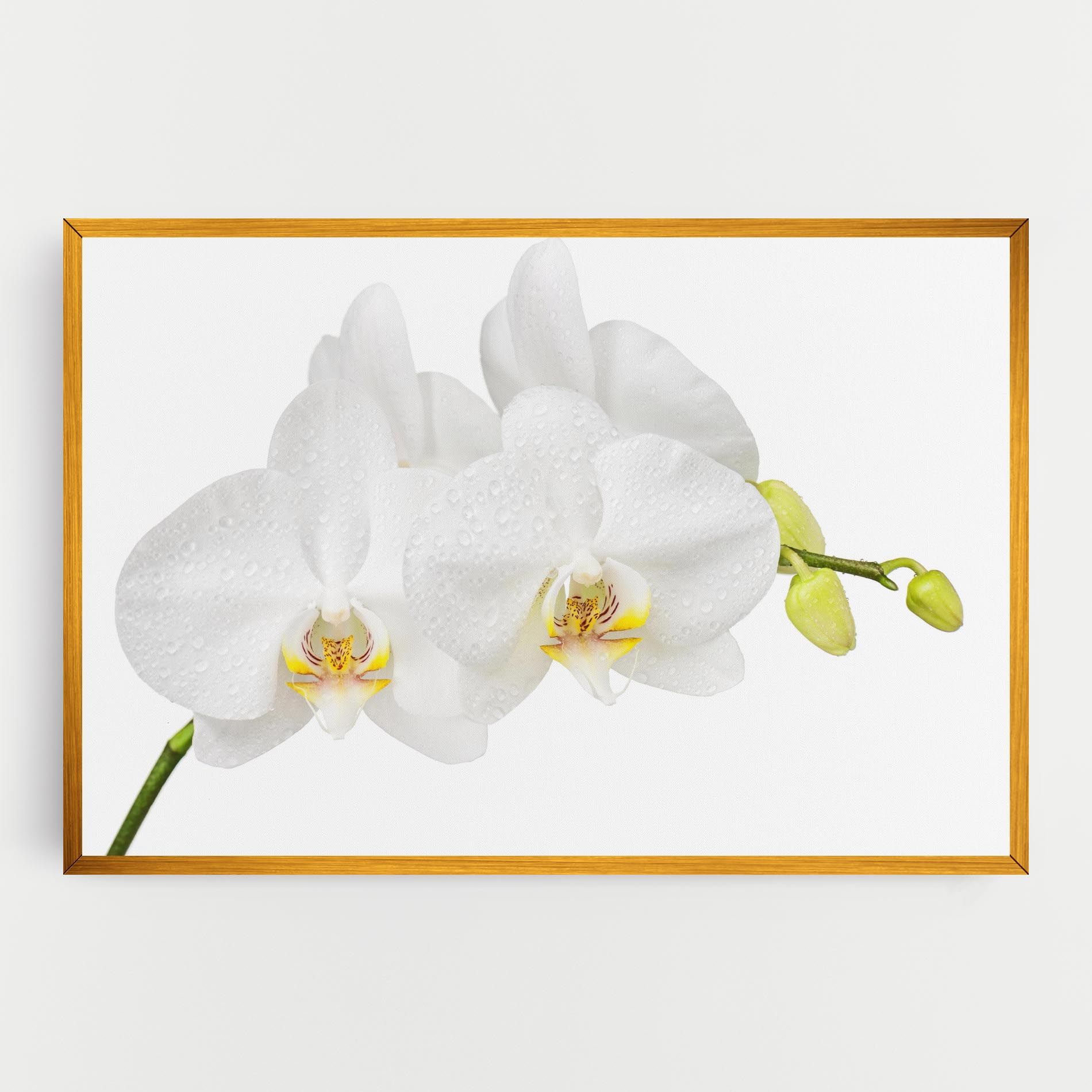 Orchids On White mockup 0