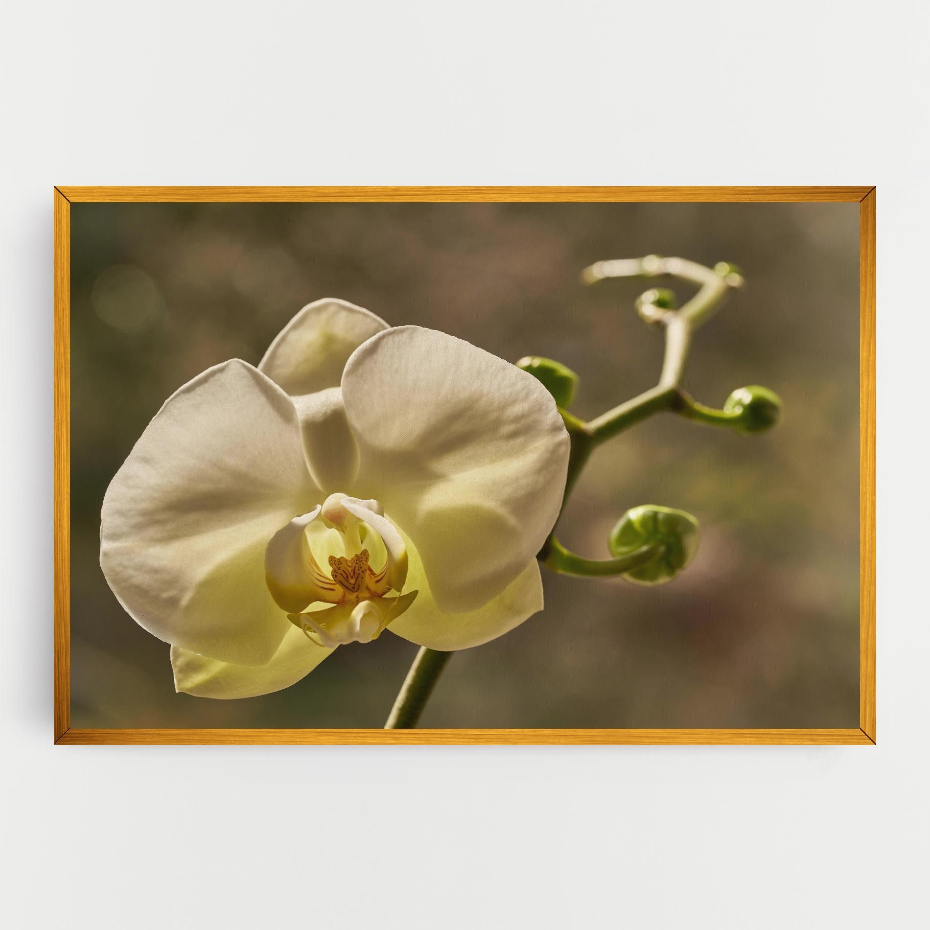 Pastel Yellow Orchid In Garden mockup 0