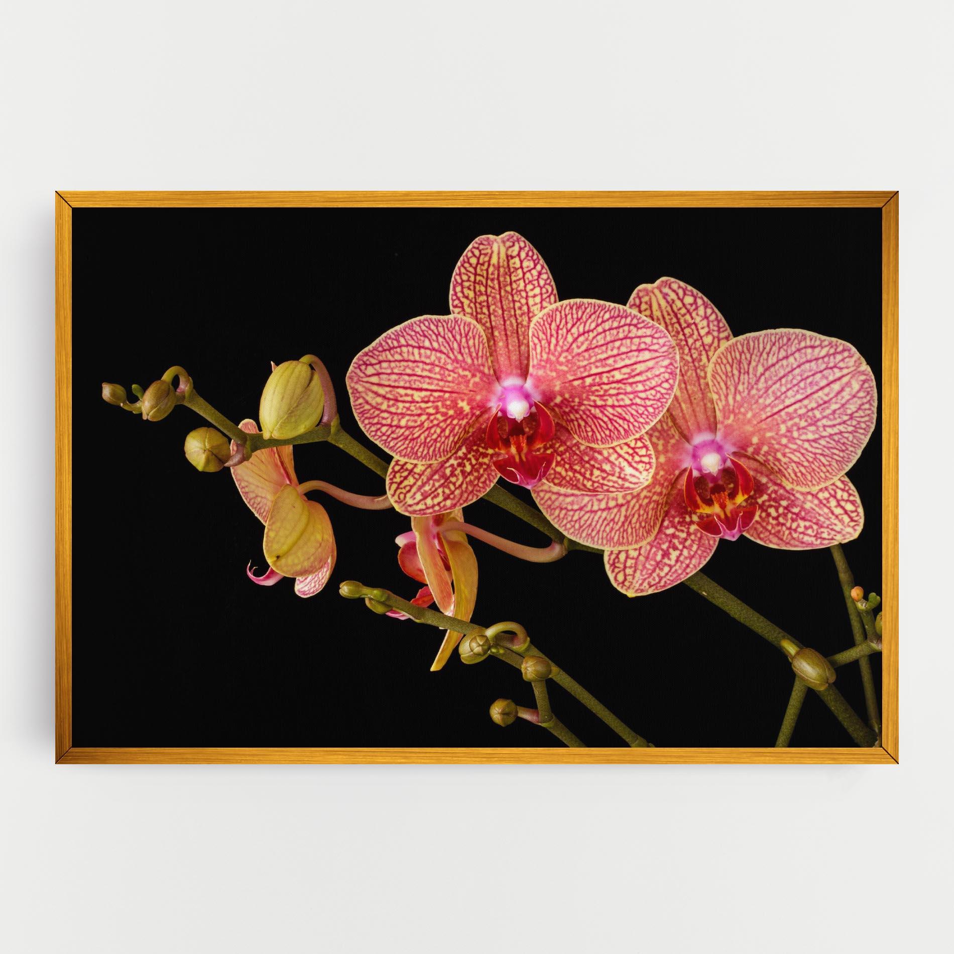 Vászonkép Pink Orchids On Black mockup 0
