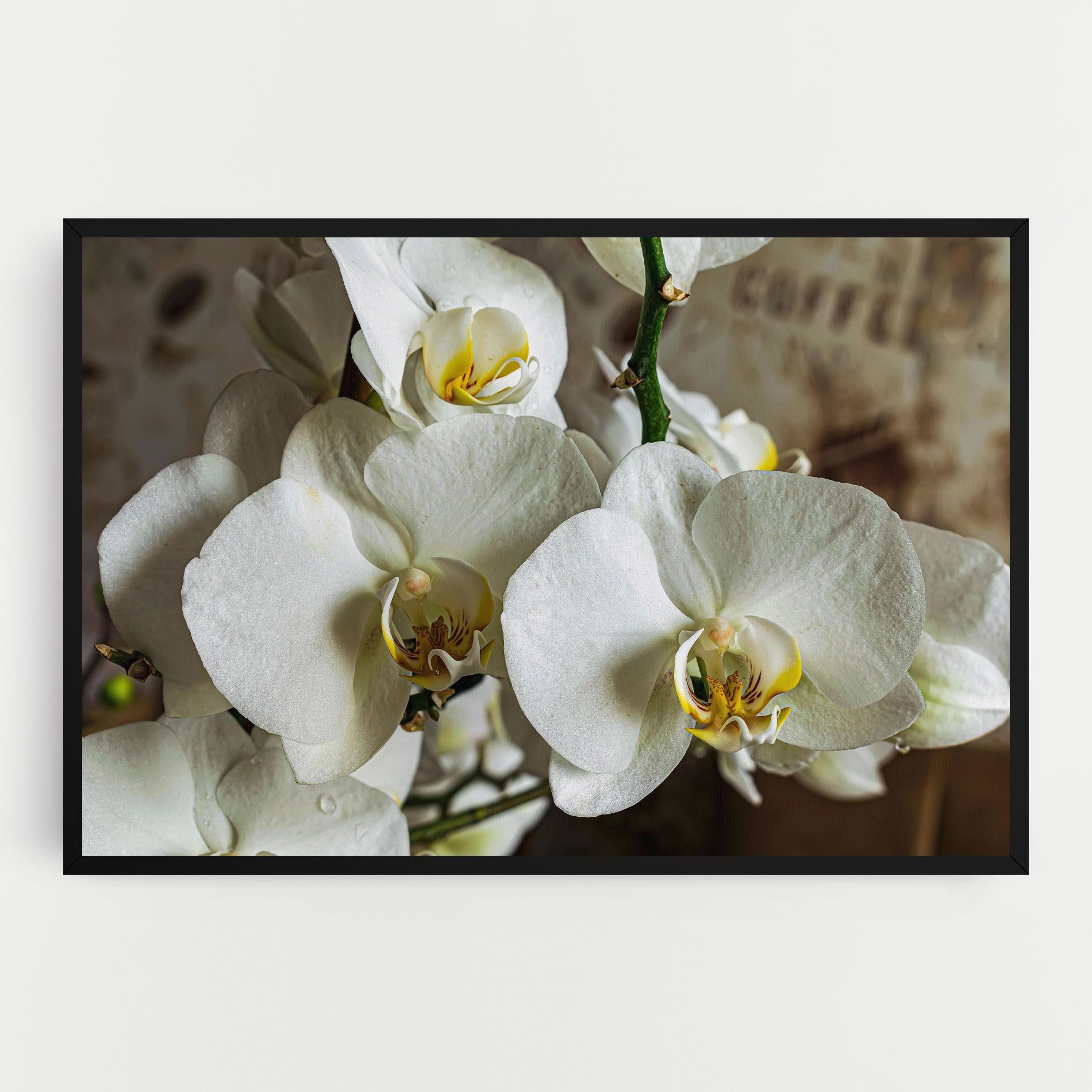 Beautiful White Orchids mockup 0