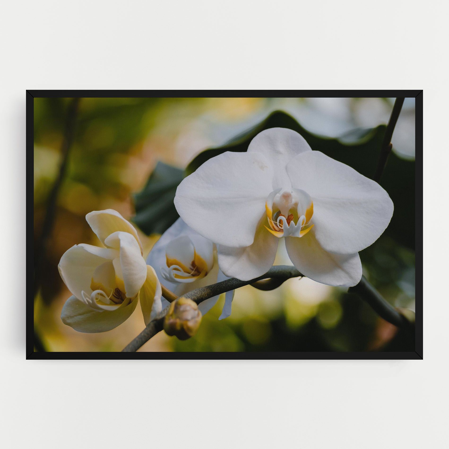 Cream Orchid In Nature mockup 0