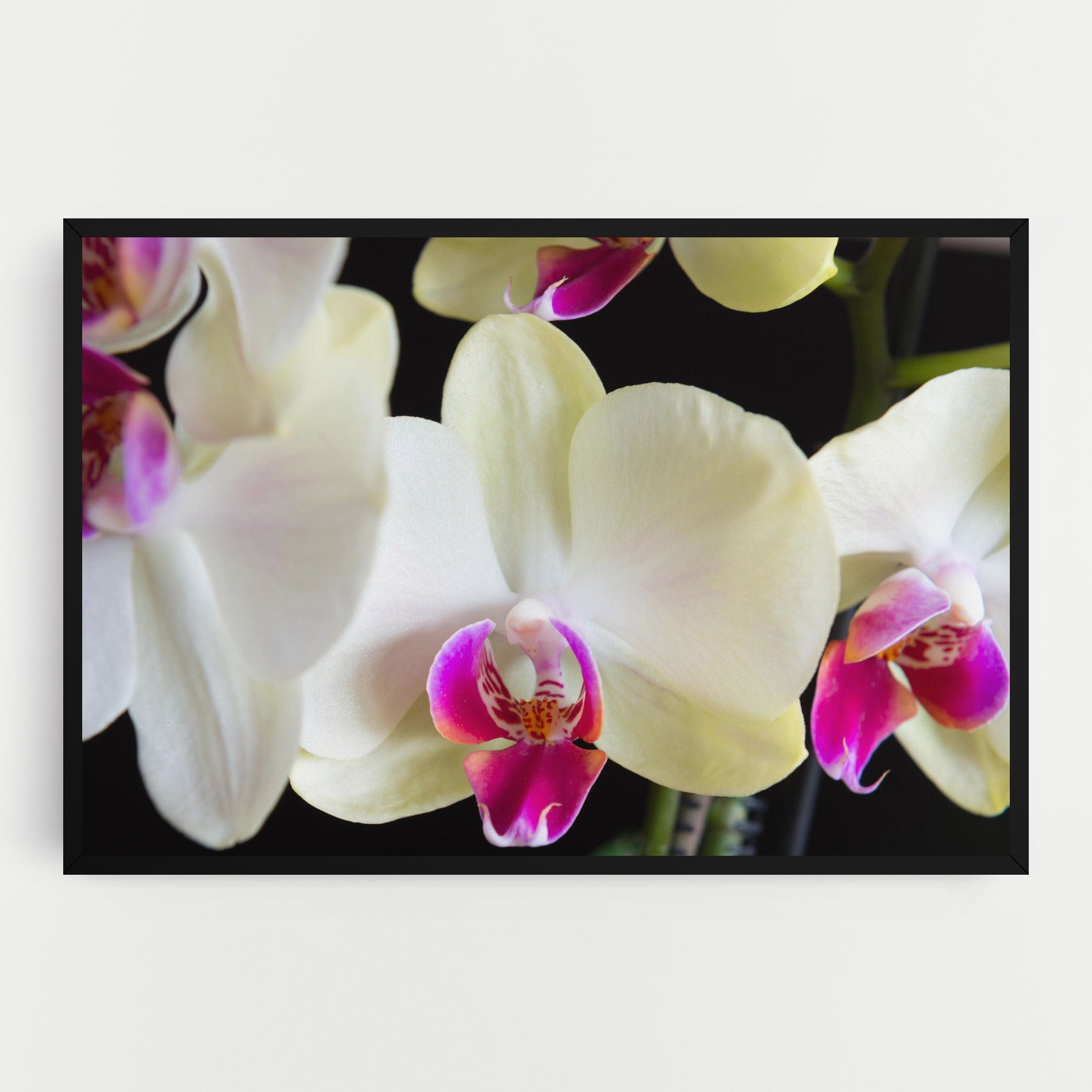 Cream Purple Orchids mockup 0