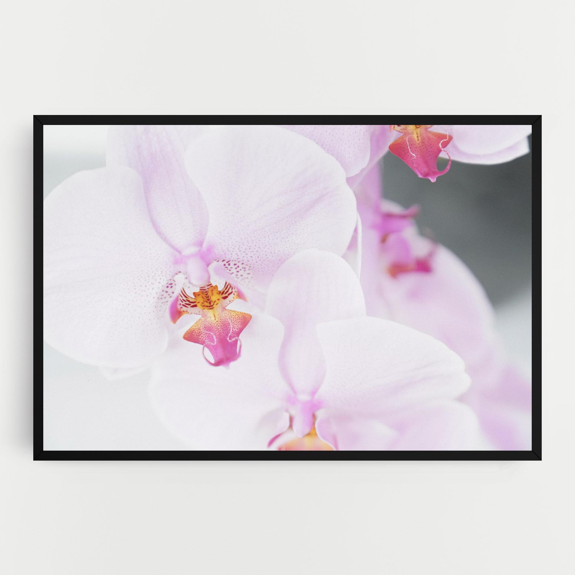 Vászonkép Light Purple Orchid mockup 0