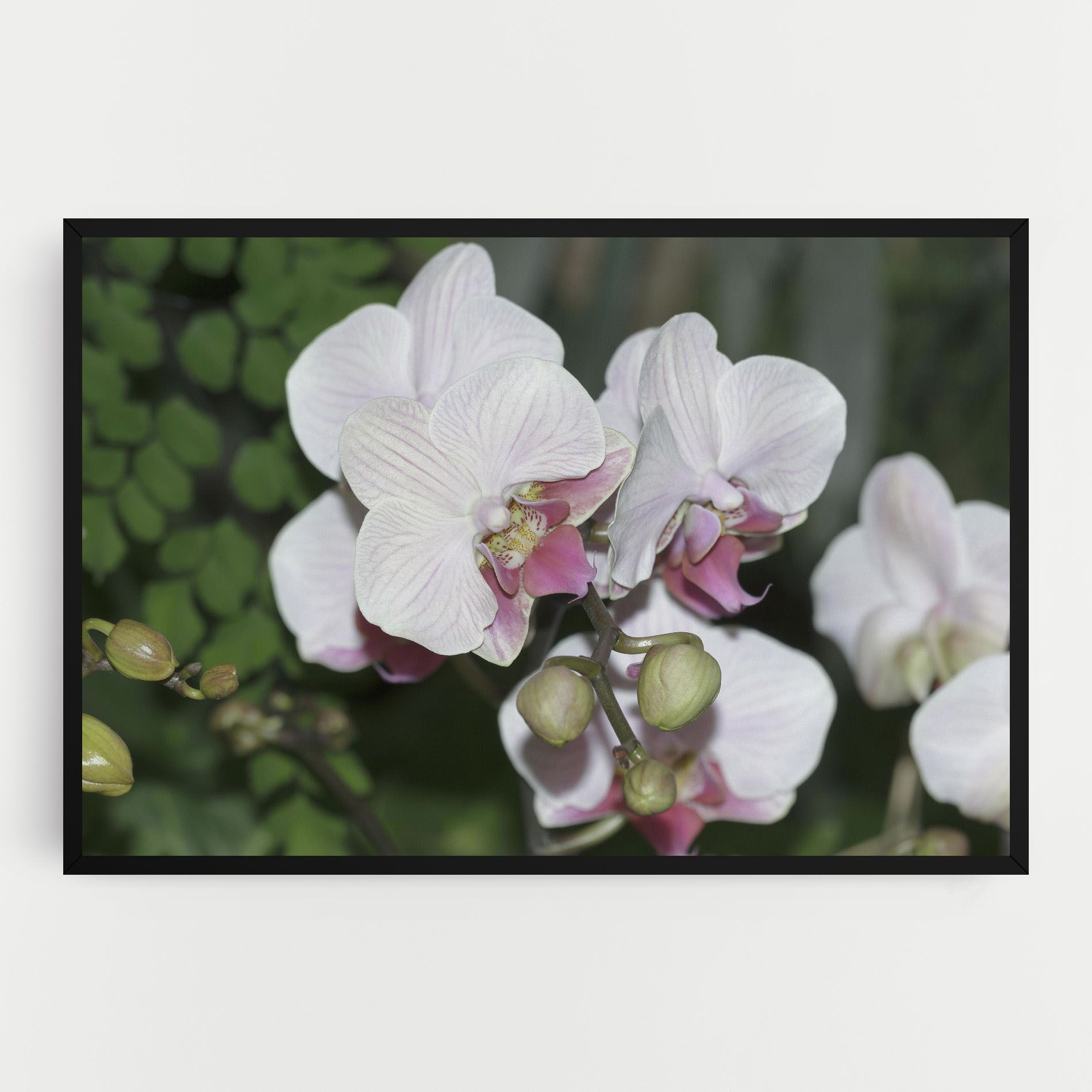 Orchid Botanical Garden mockup 0