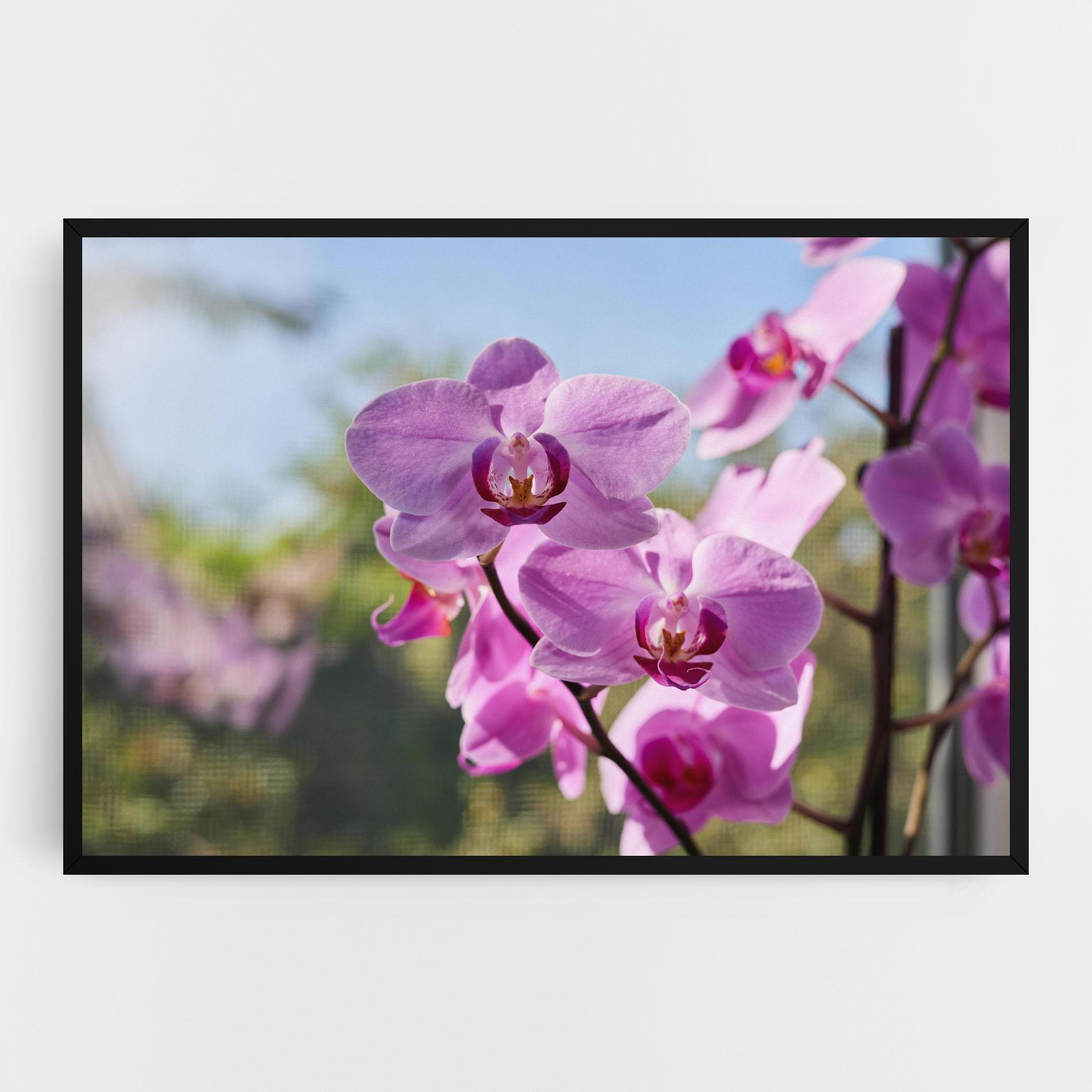 Vászonkép Orchids In The Garden mockup 0