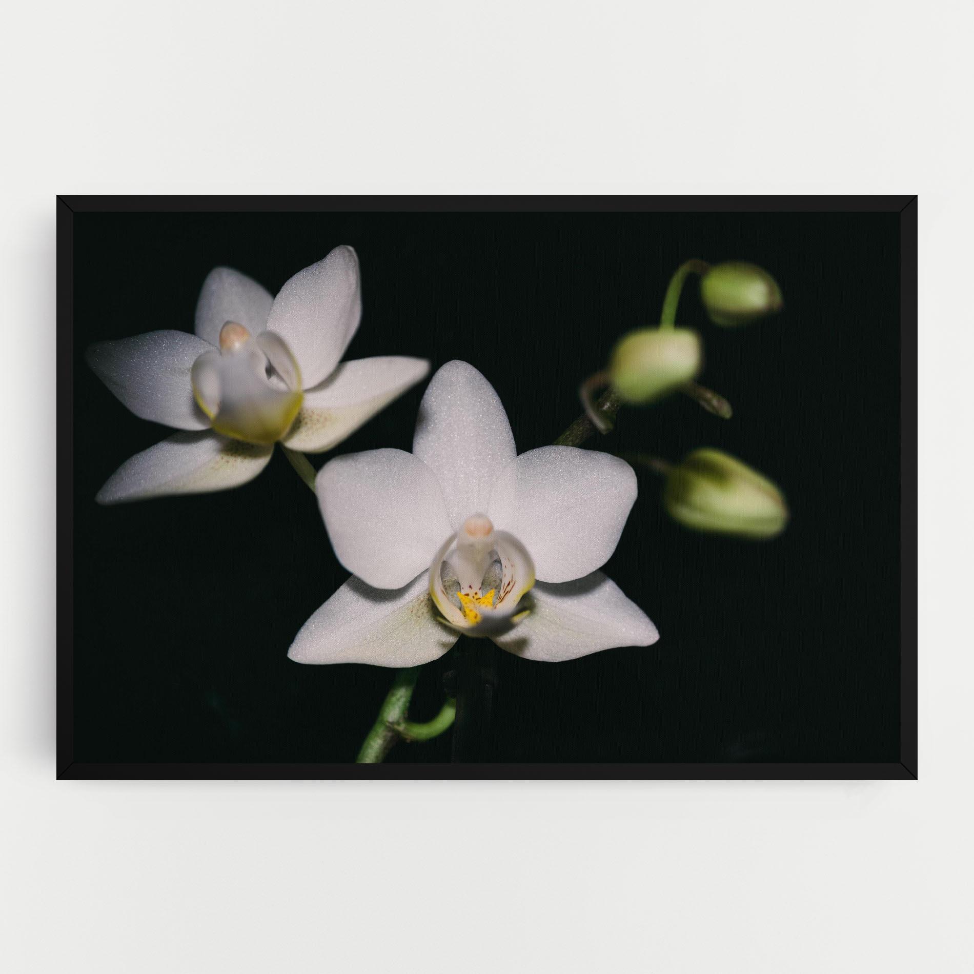 Vászonkép Orchids On Black mockup 0
