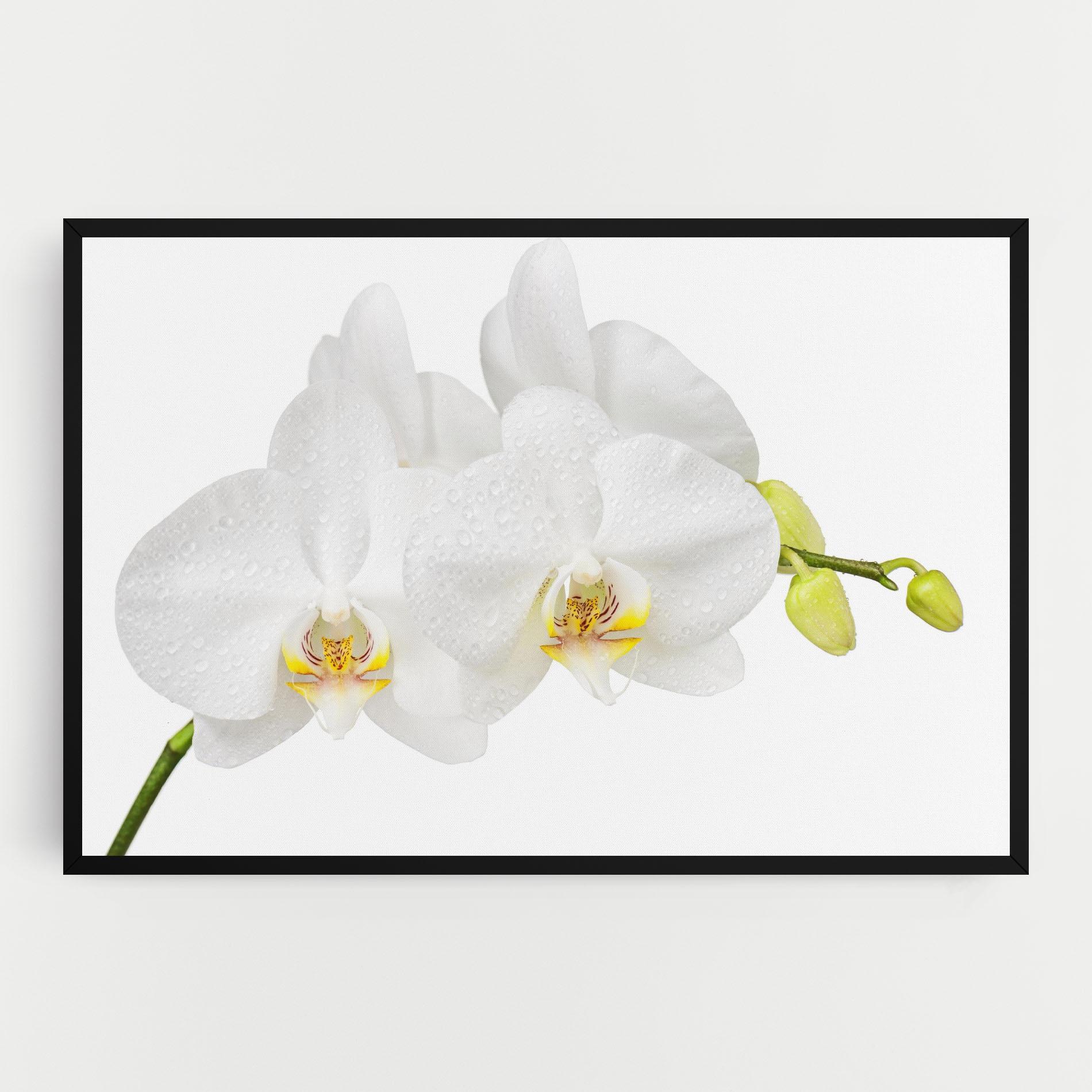 Vászonkép Orchids On White mockup 0