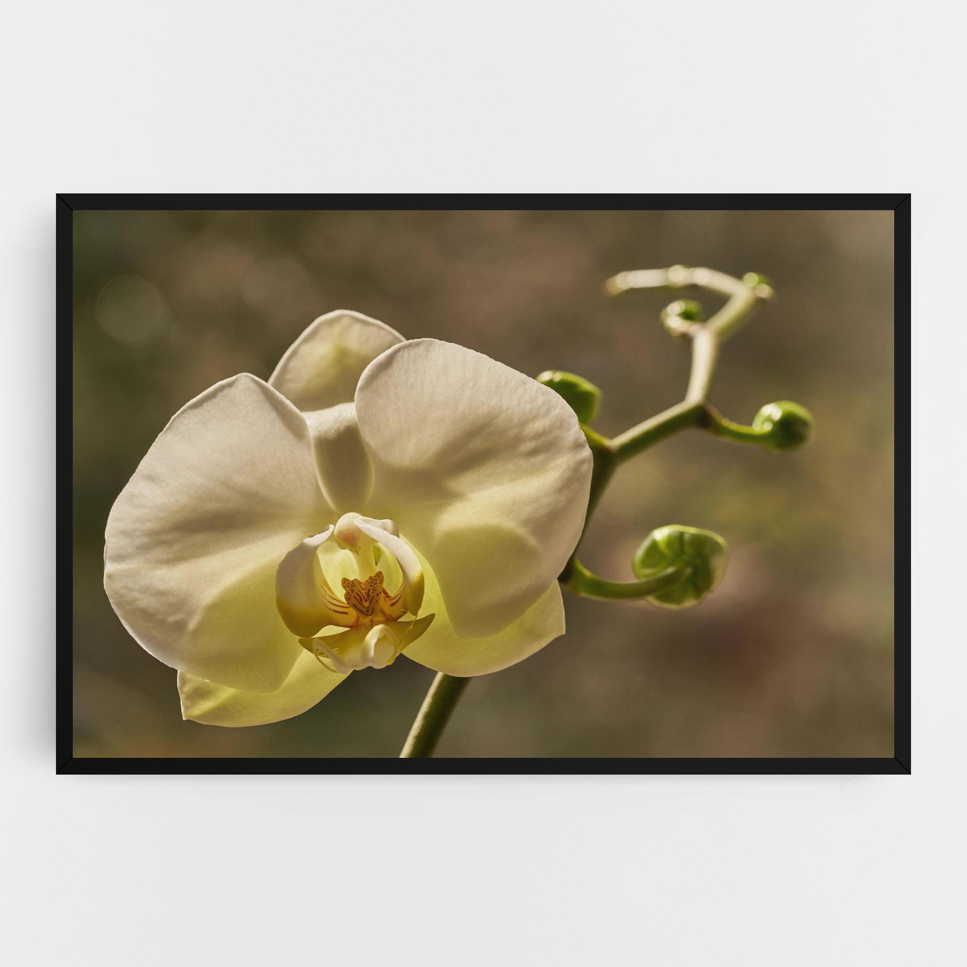Vászonkép Pastel Yellow Orchid In Garden mockup 0