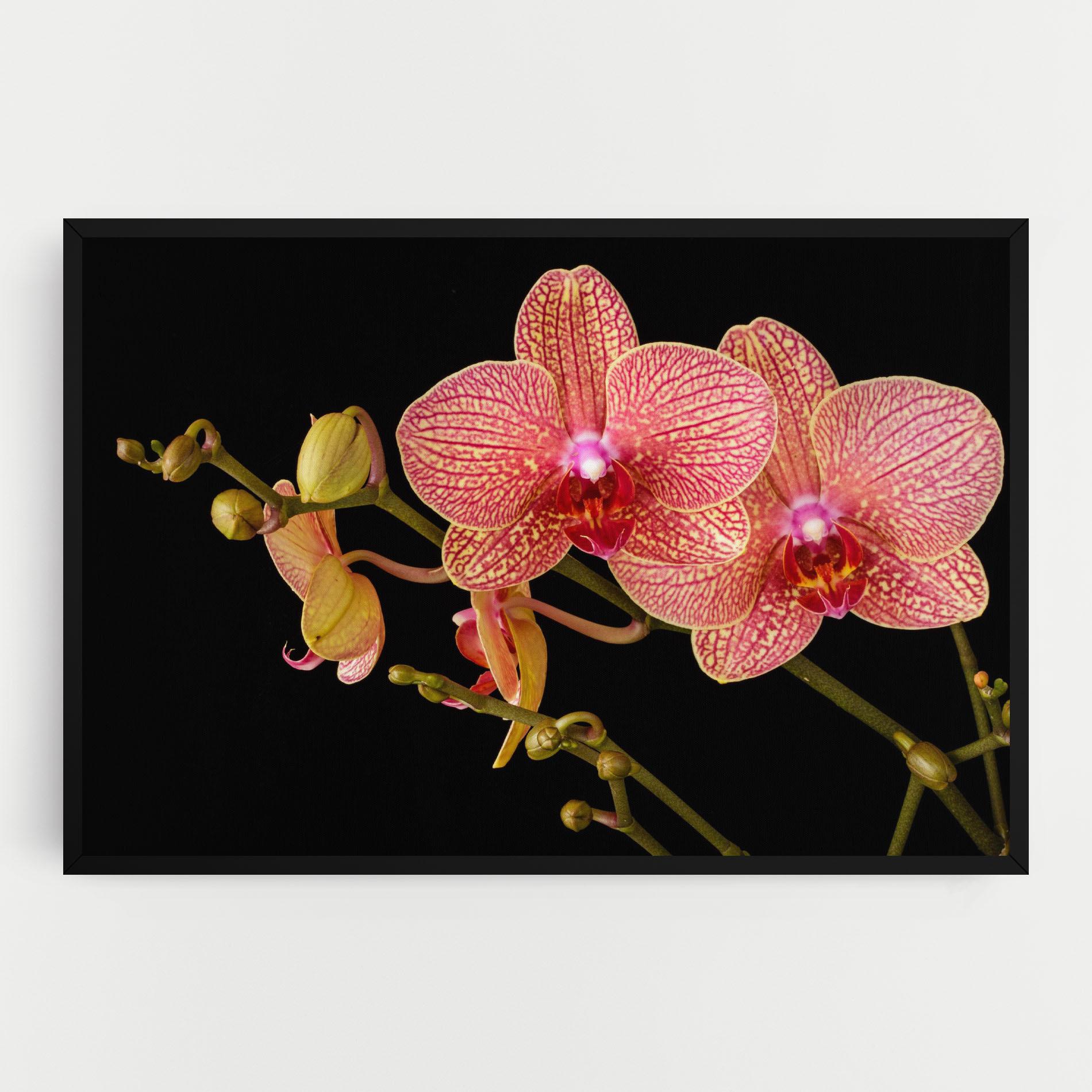 Vászonkép Pink Orchids On Black mockup 0