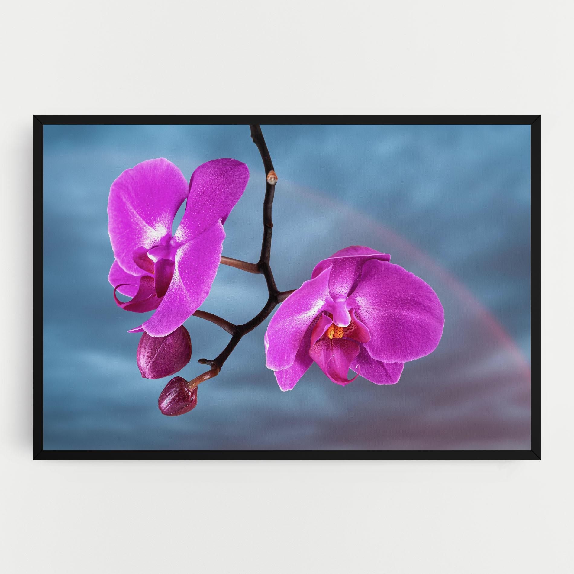 Vászonkép Sky Purple Orchid mockup 0