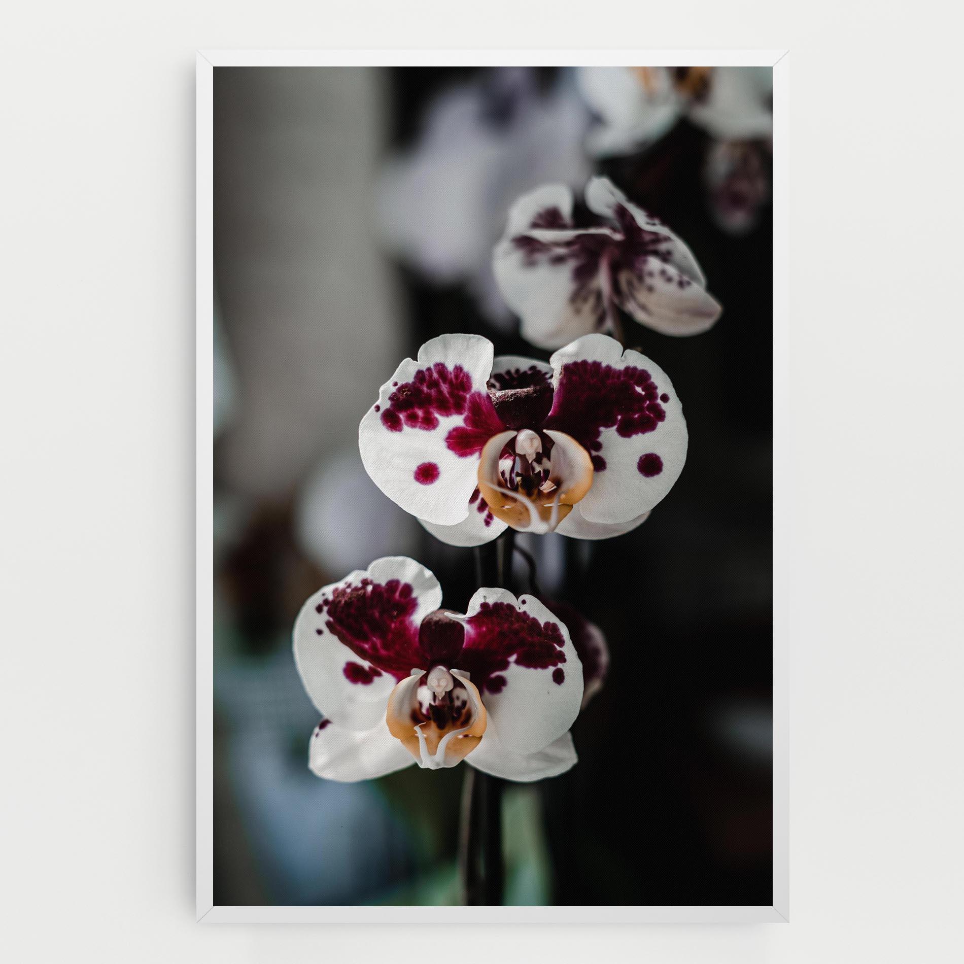 Vászonkép Dark Purple Orchid mockup 0