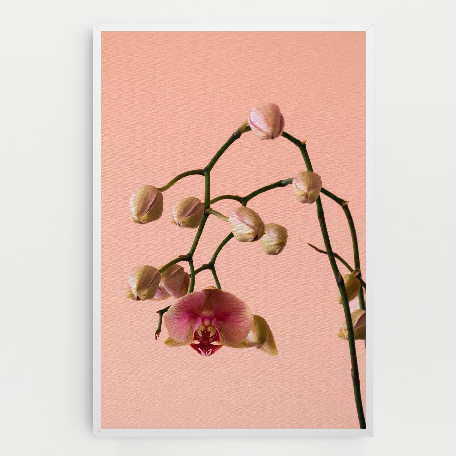 Vászonkép Orchids On Pink mockup 0