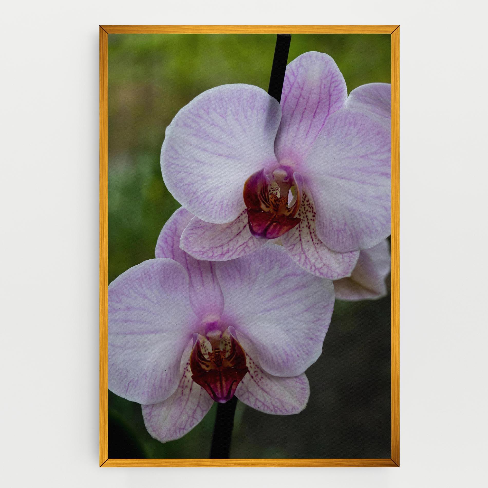 Vászonkép Garden Light Purple Orchid mockup 0