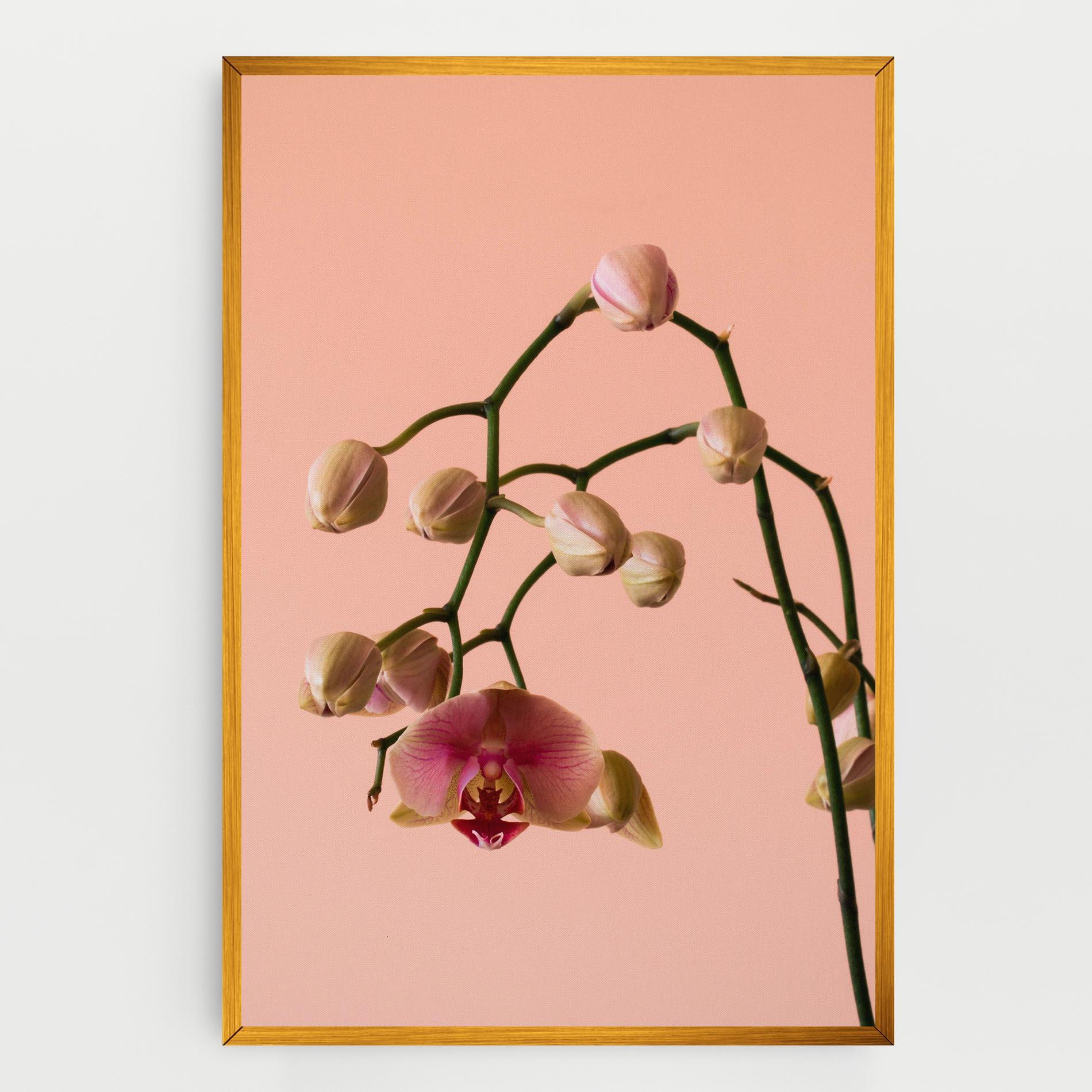 Vászonkép Orchids On Pink mockup 0
