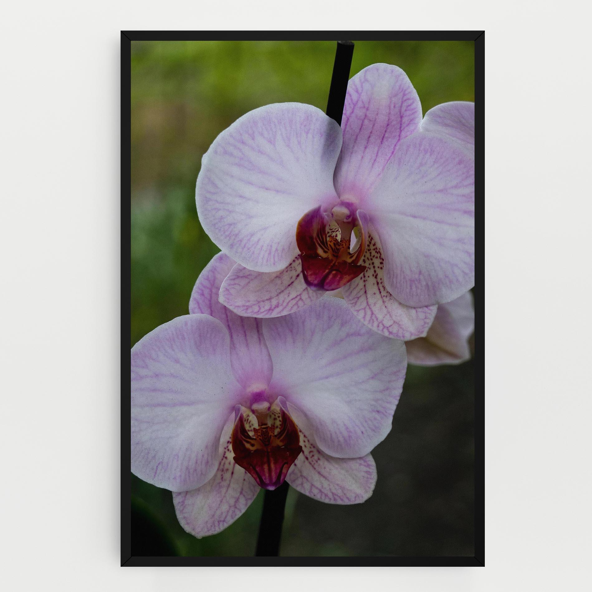 Vászonkép Garden Light Purple Orchid mockup 0