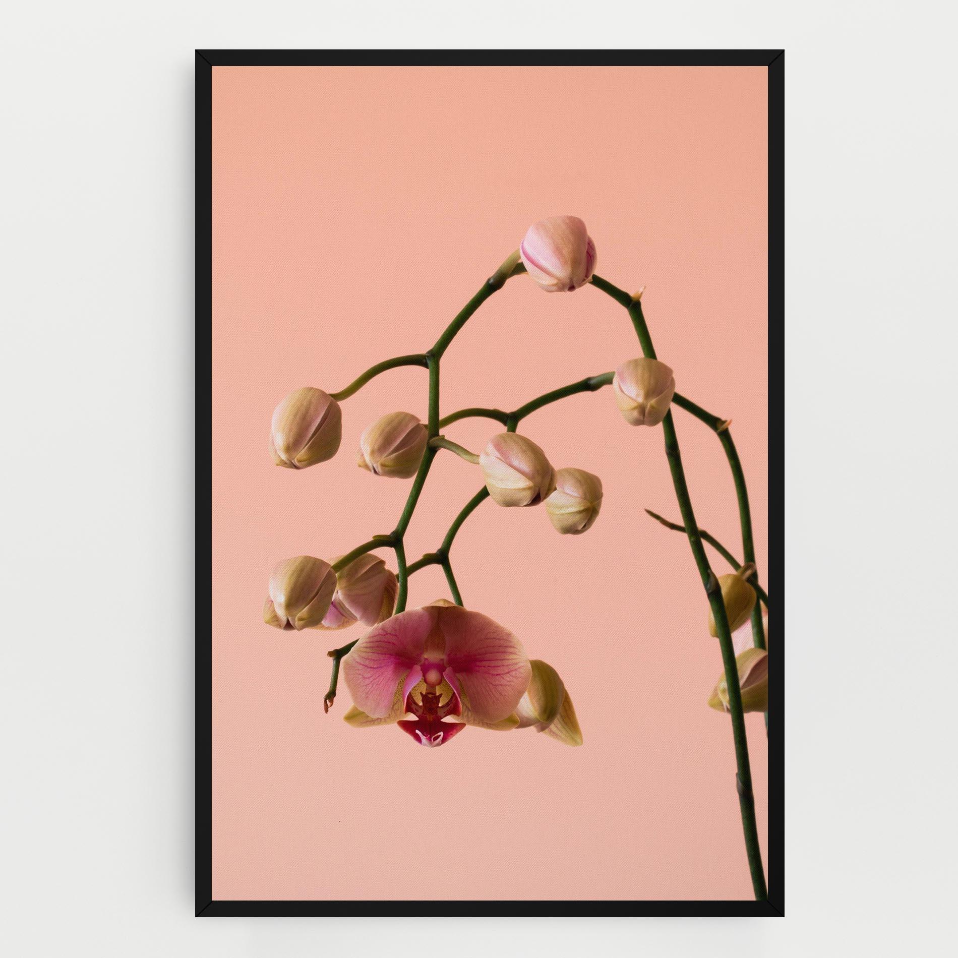 Vászonkép Orchids On Pink mockup 0