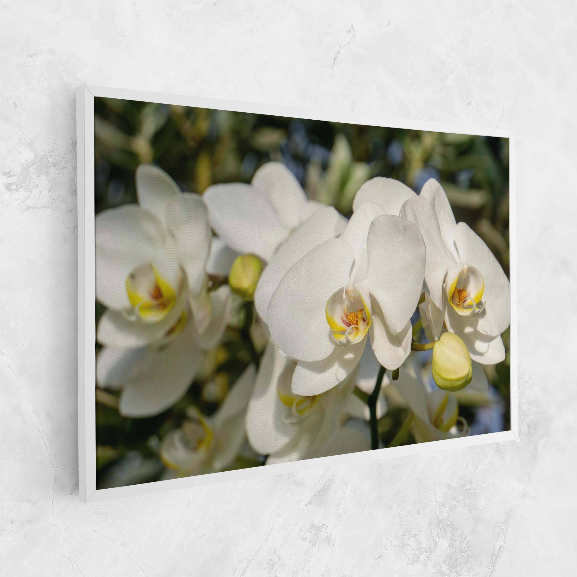 Vászonkép Big Orchids In Nature mockup 1