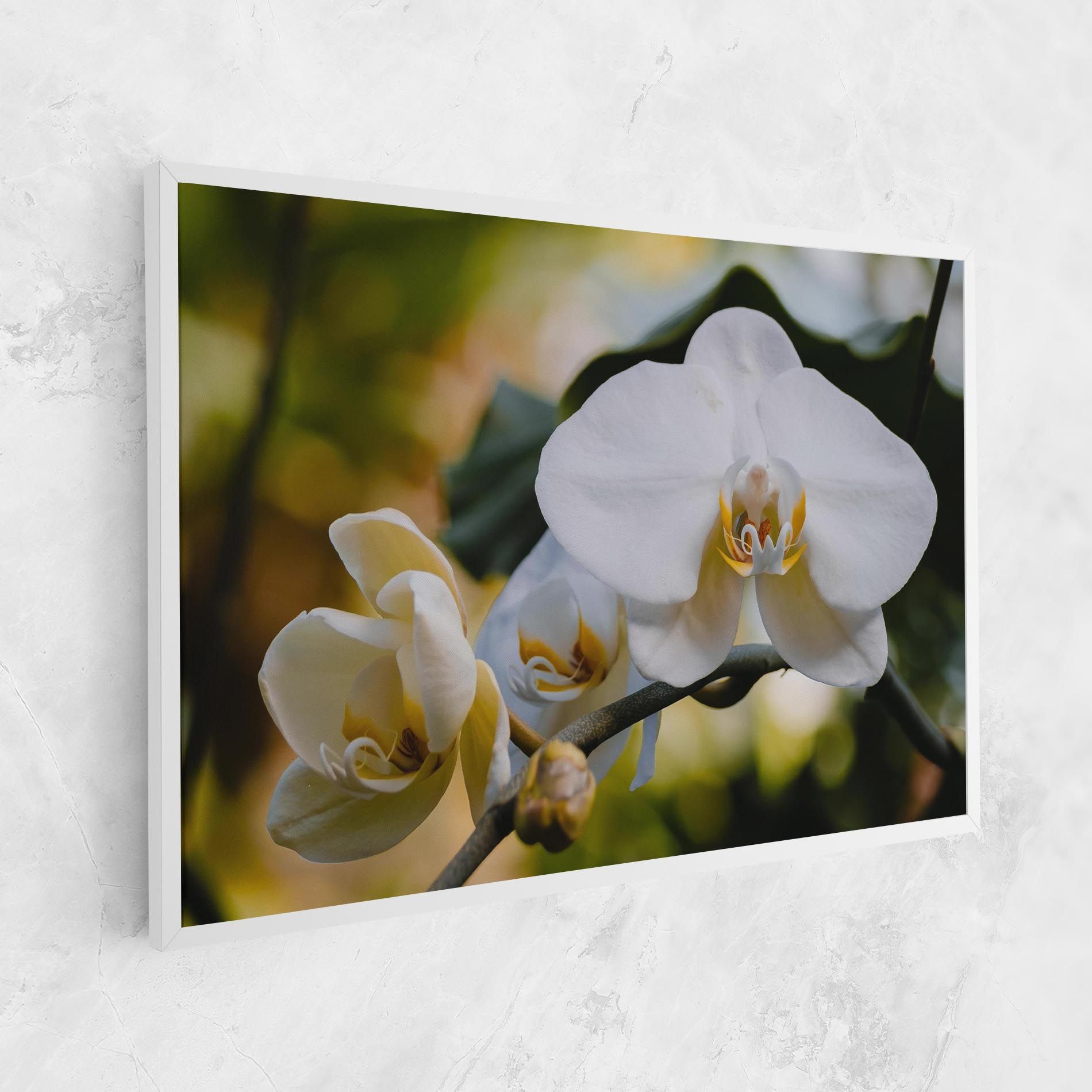 Cream Orchid In Nature mockup 1