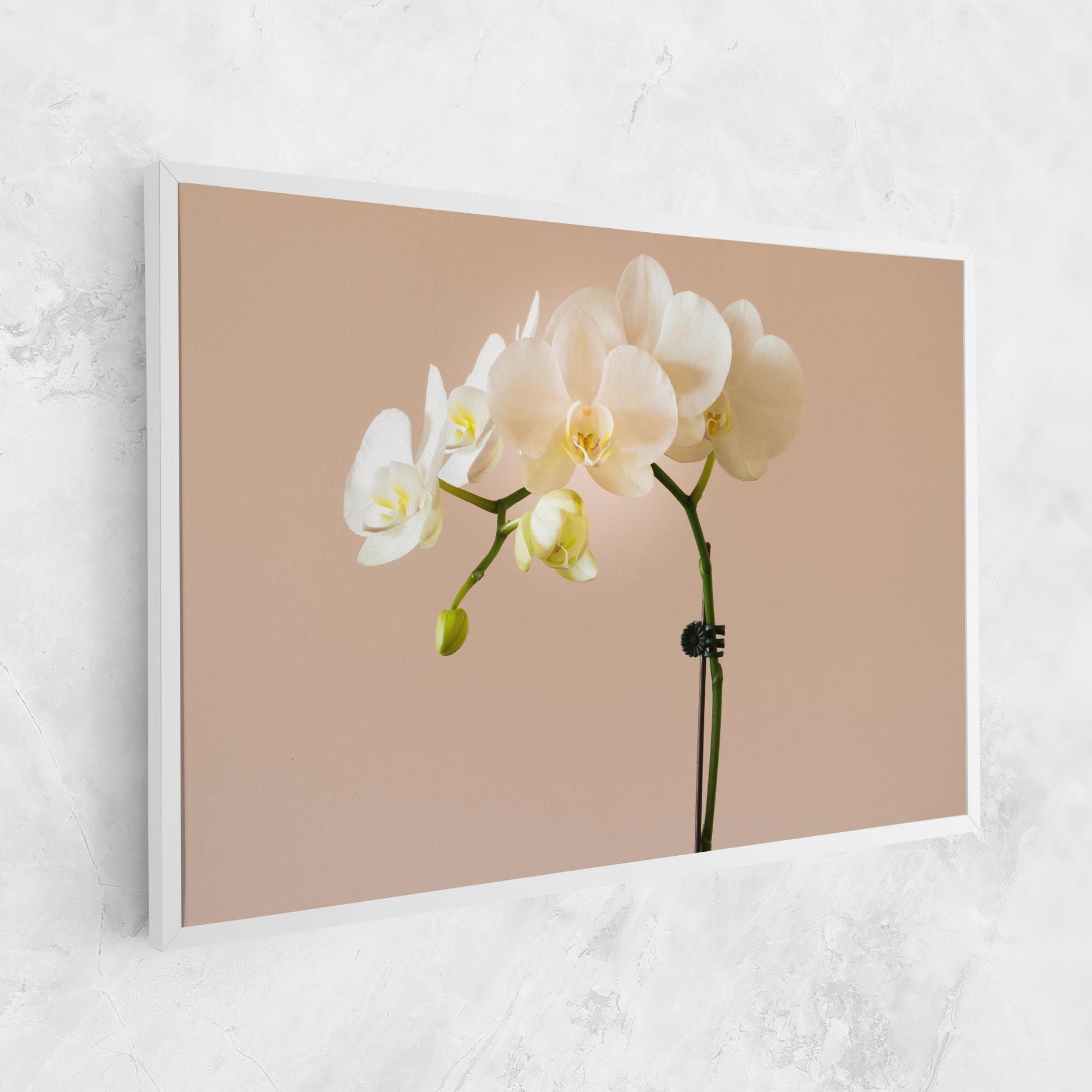 Cream Orchid On Pink mockup 1