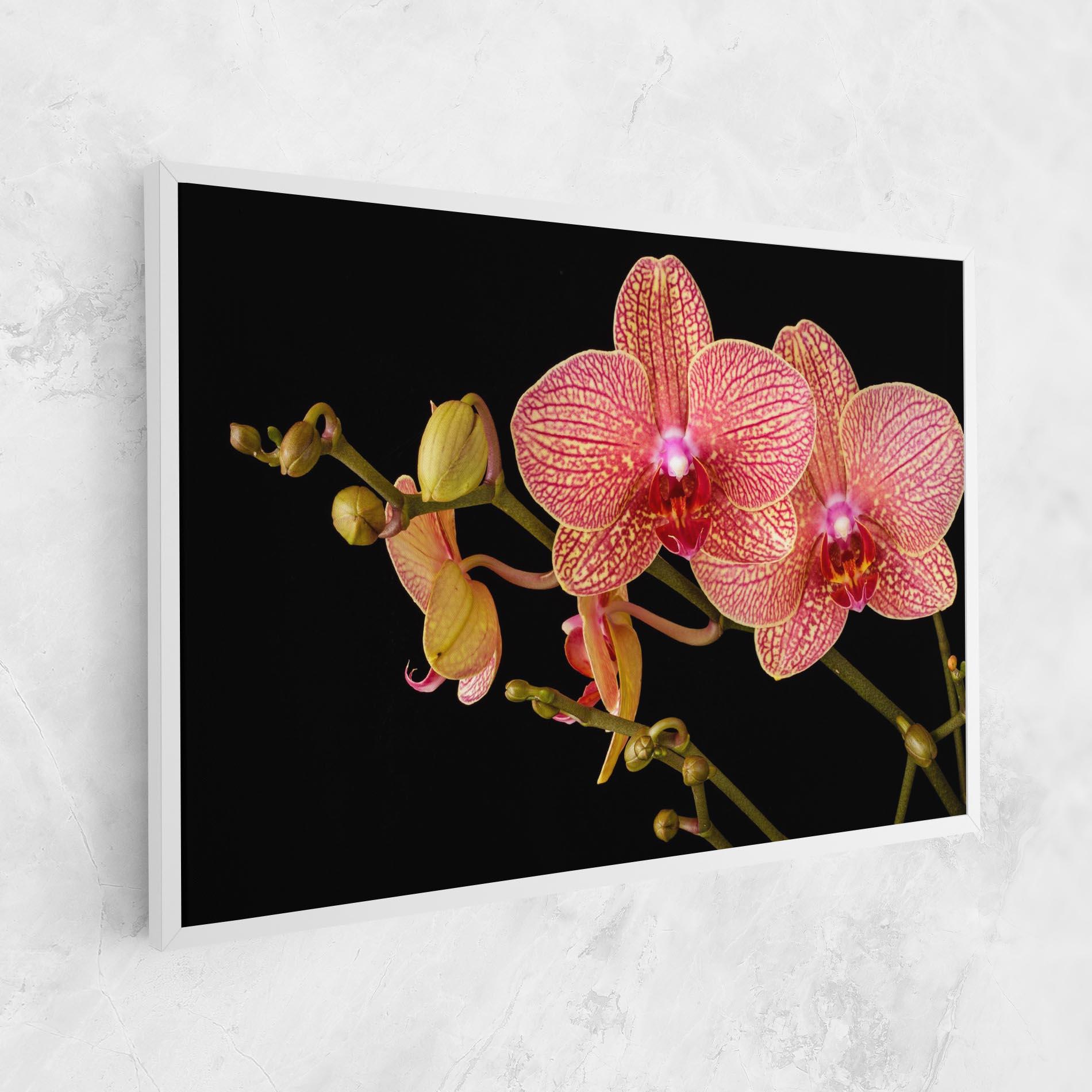 Vászonkép Pink Orchids On Black mockup 1