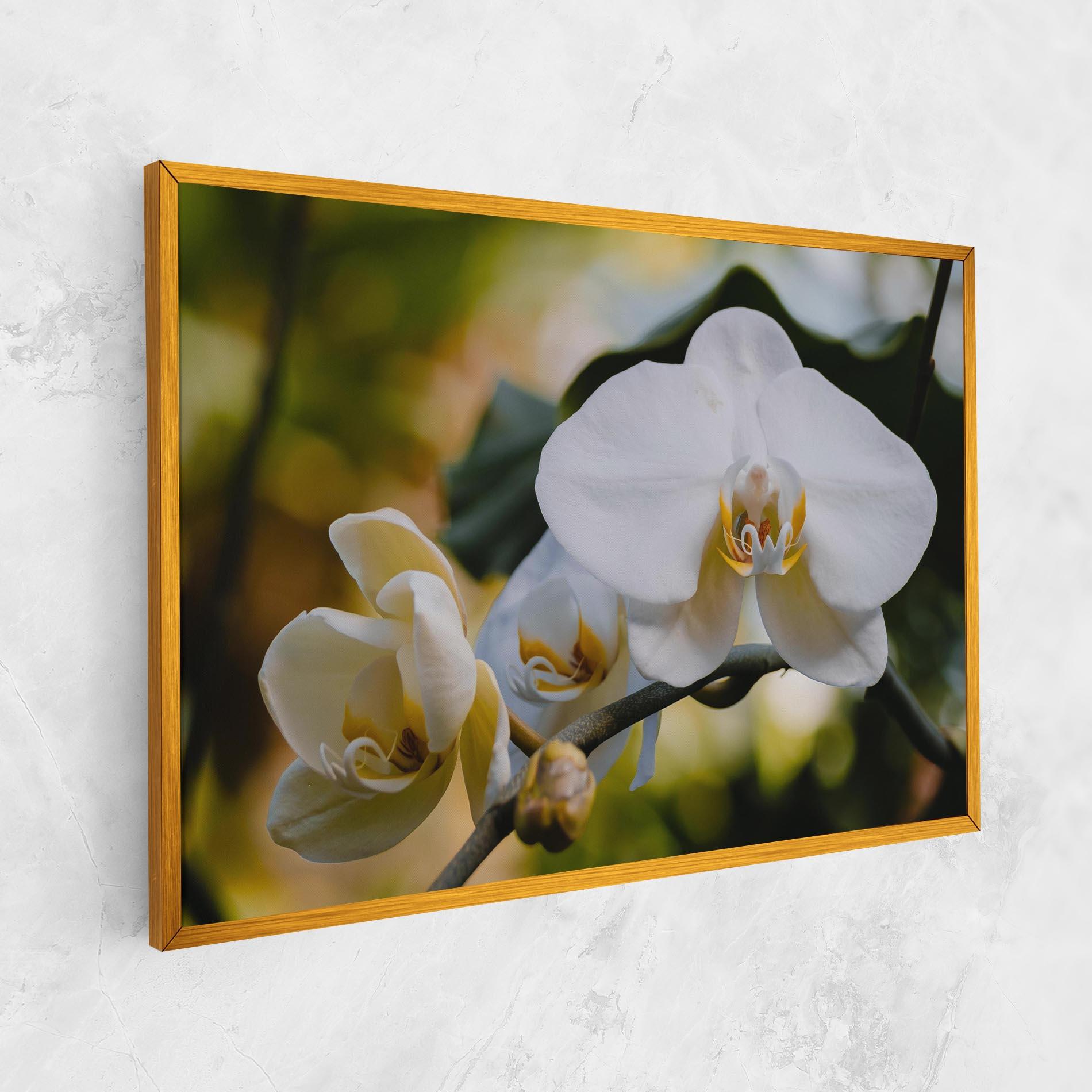 Vászonkép Cream Orchid In Nature mockup 1