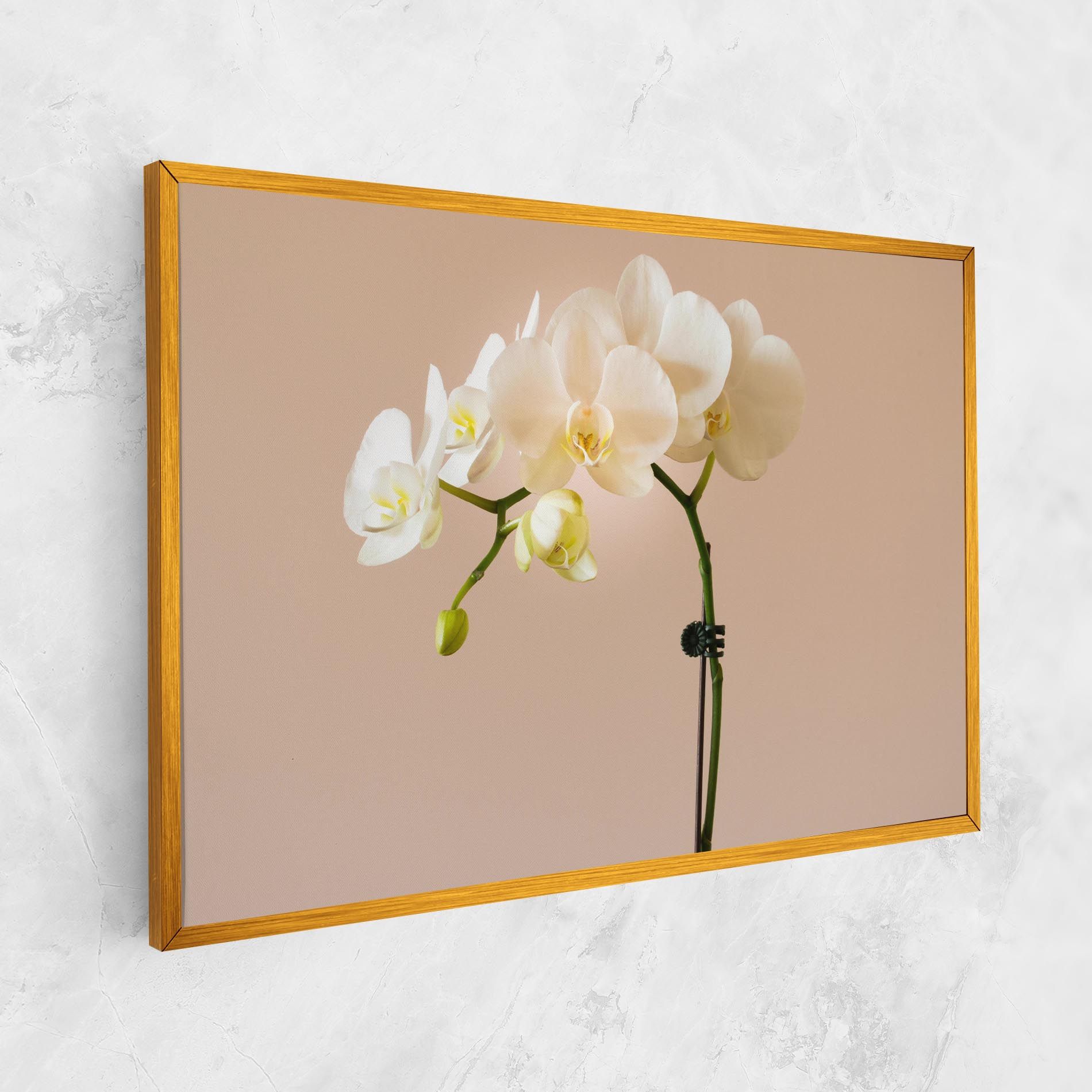 Cream Orchid On Pink mockup 1