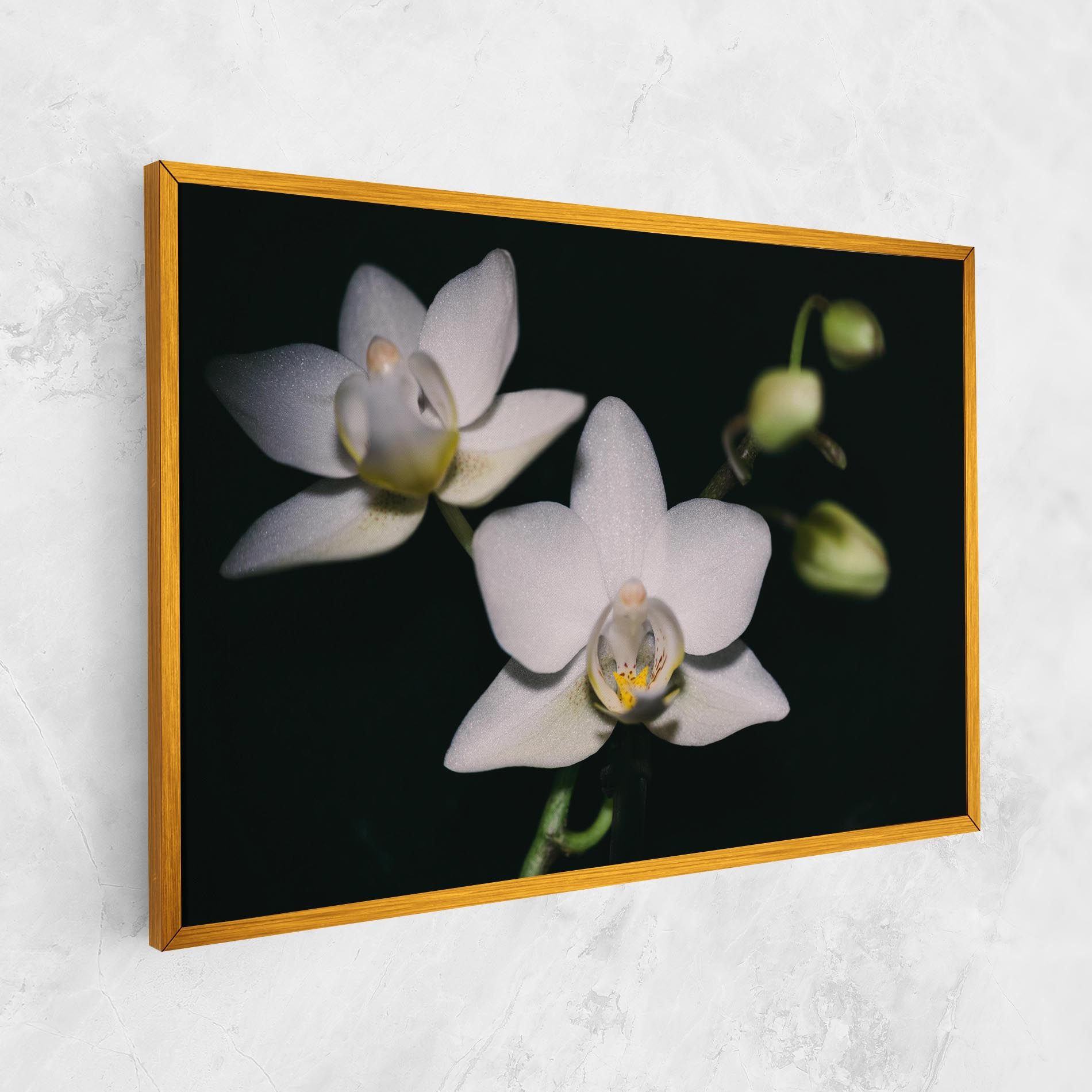 Orchids On Black mockup 1