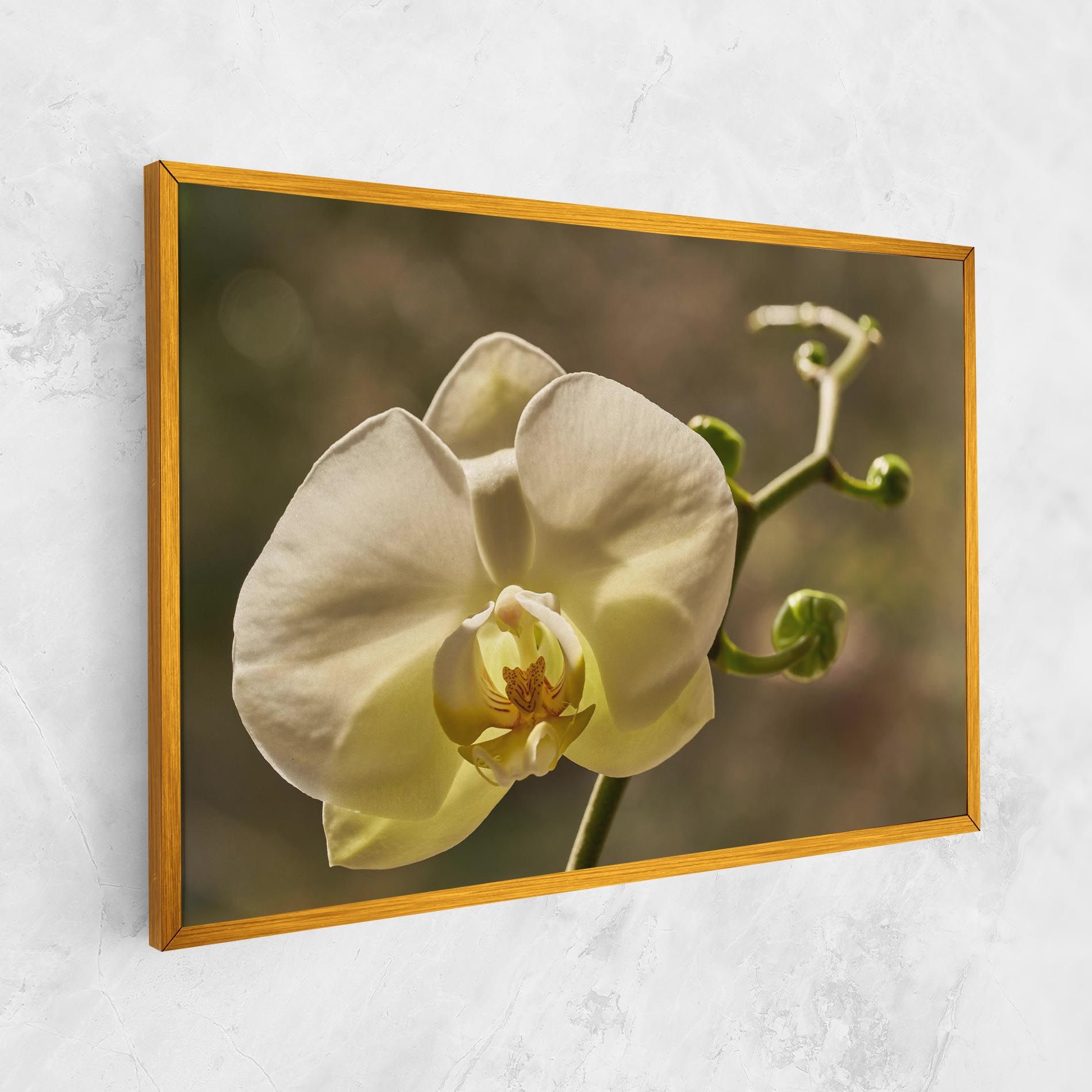 Pastel Yellow Orchid In Garden mockup 1