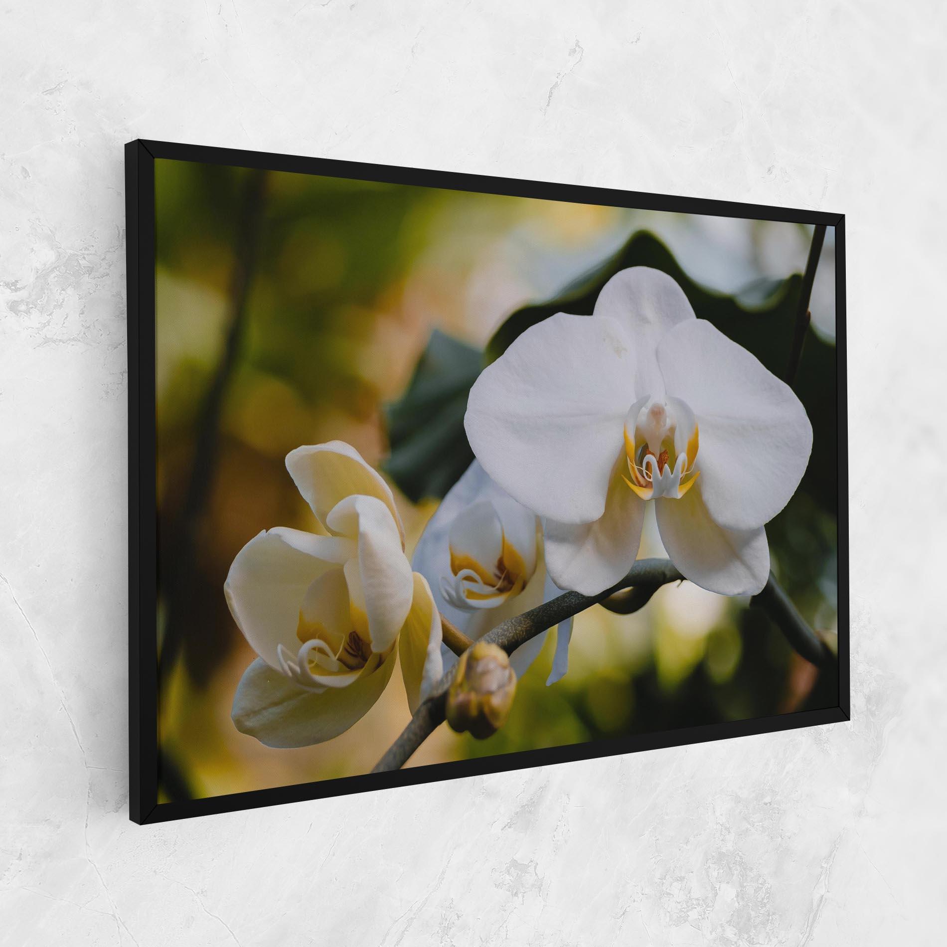 Vászonkép Cream Orchid In Nature mockup 1