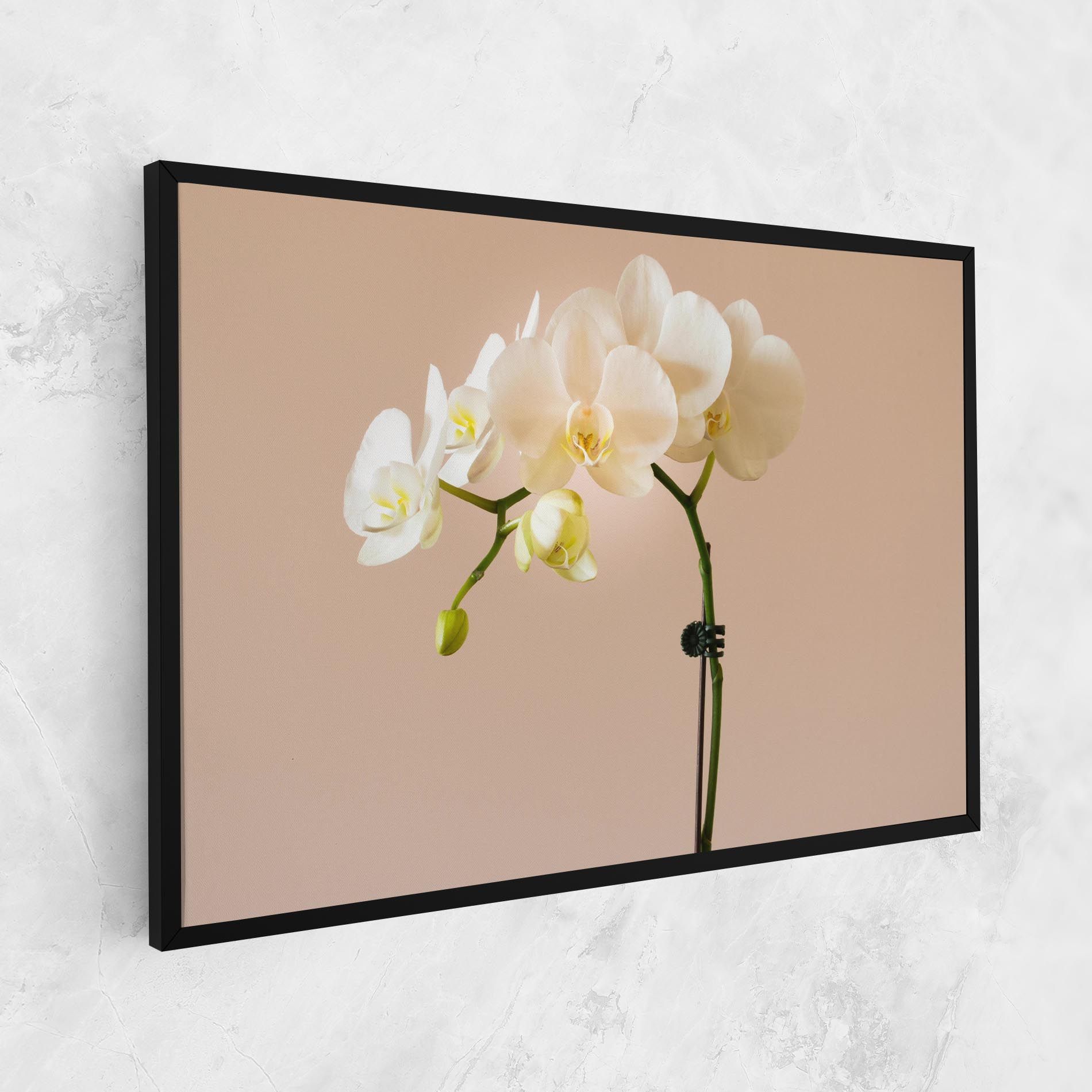 Cream Orchid On Pink mockup 1