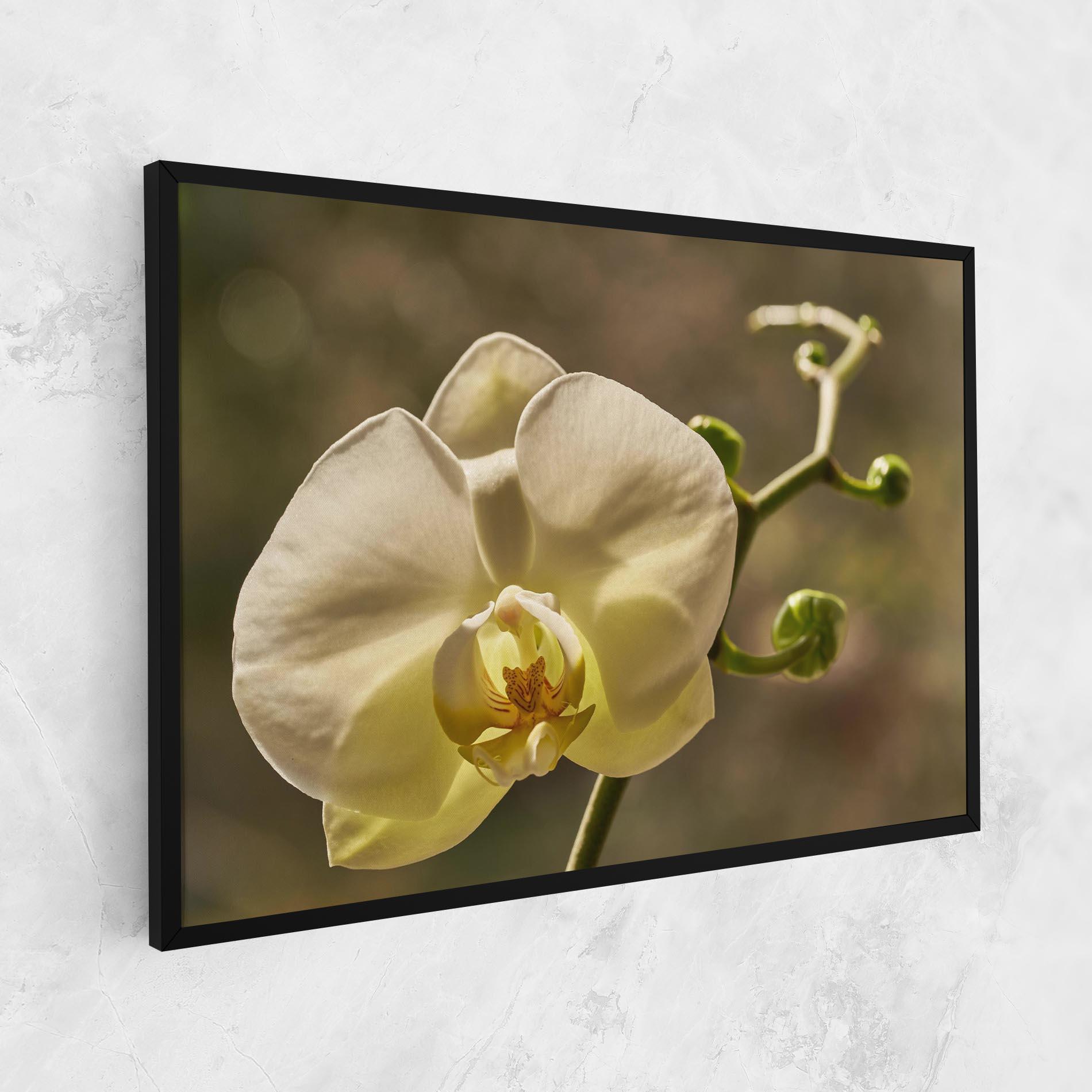 Vászonkép Pastel Yellow Orchid In Garden mockup 1