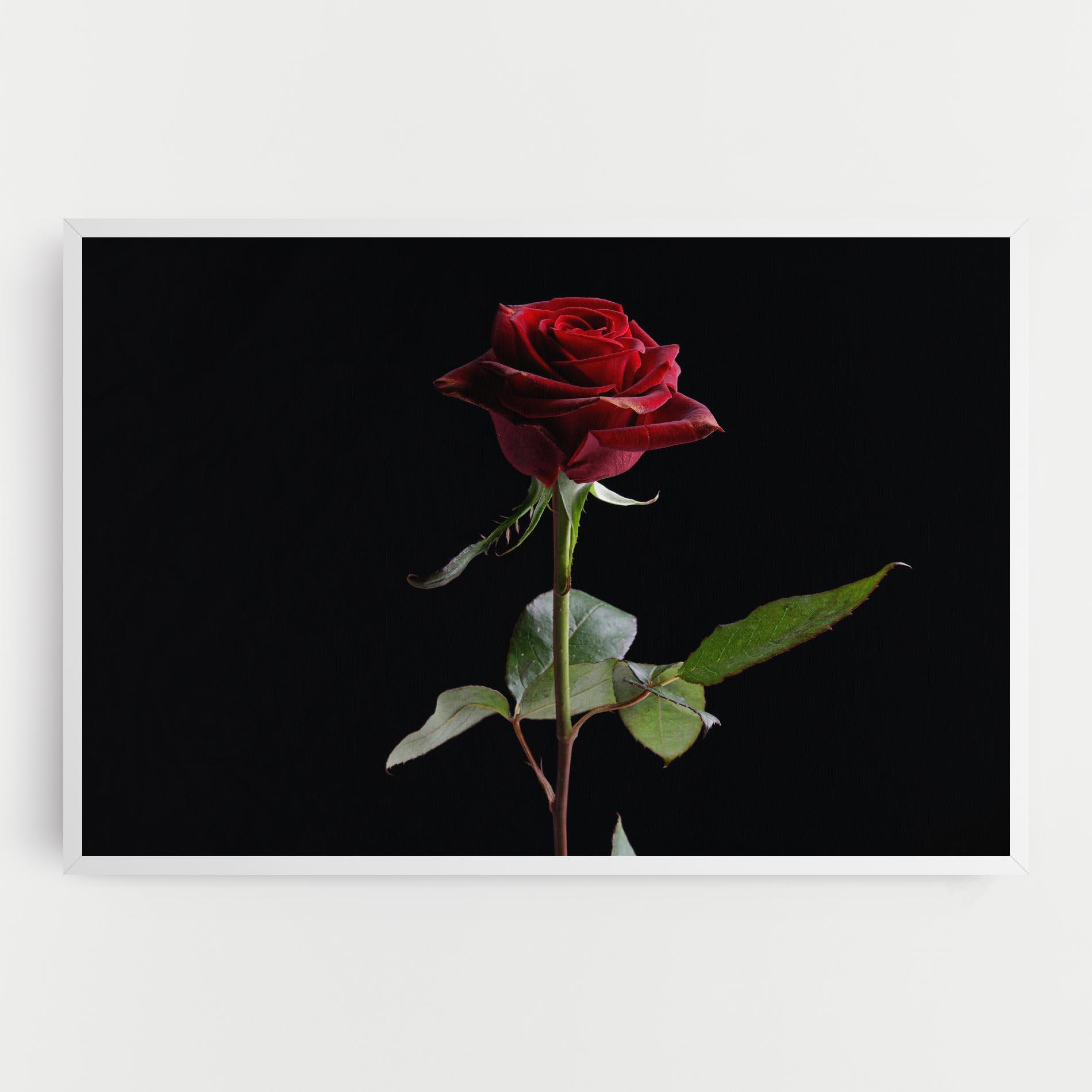 Vászonkép Beautiful Red Rose mockup 0