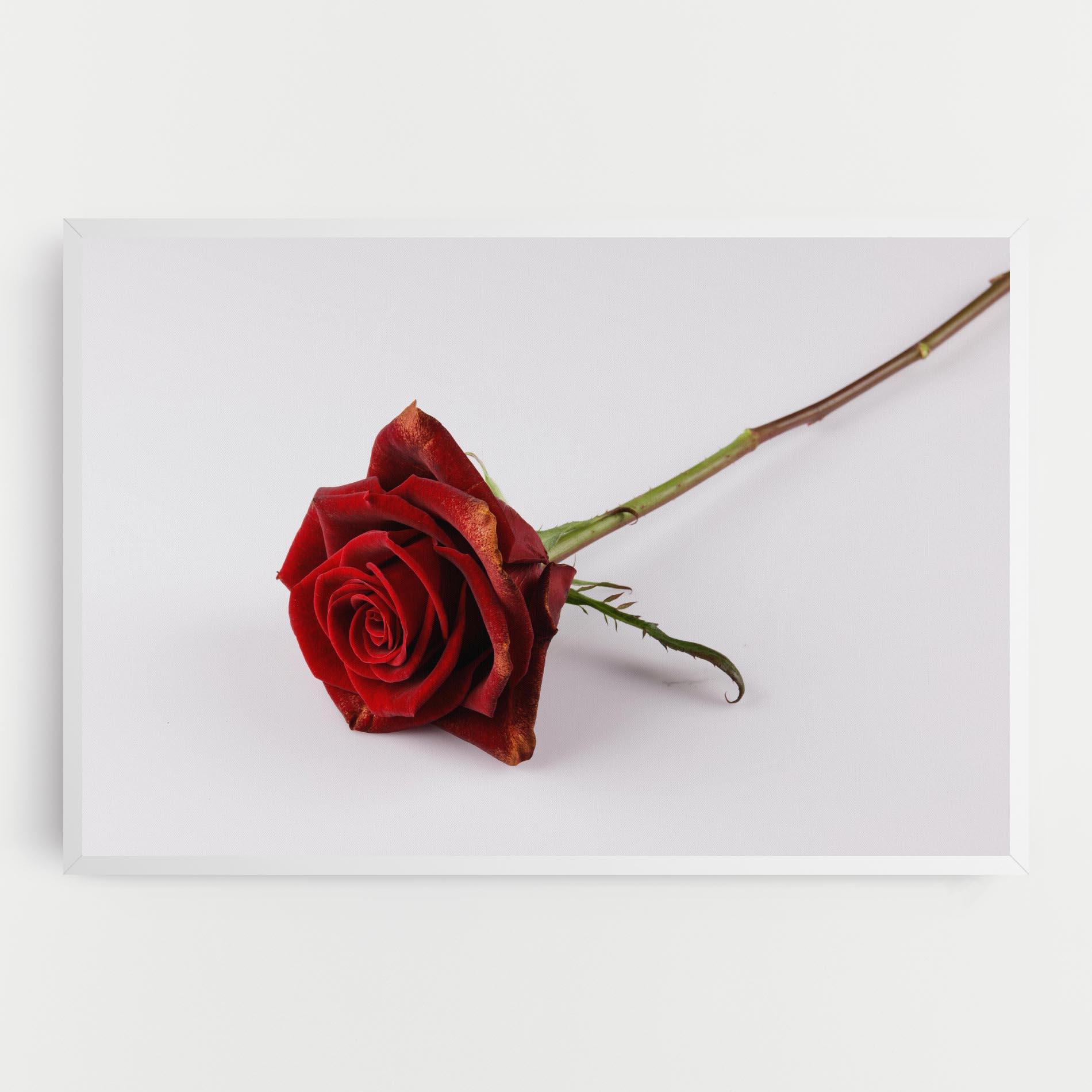 Vászonkép Lonely Rose mockup 0