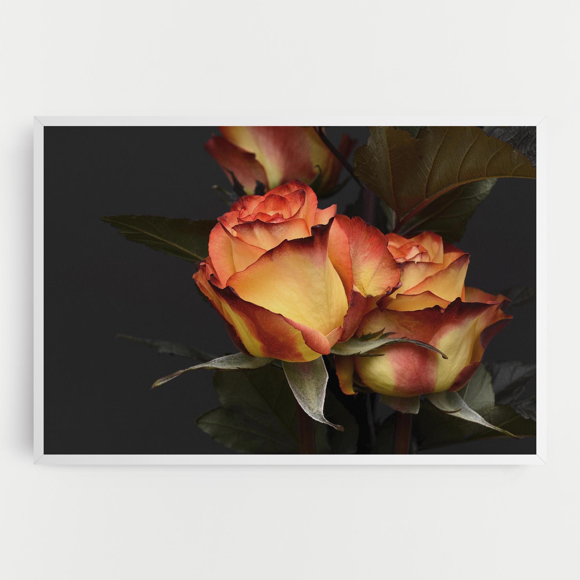 Vászonkép Orange Rose mockup 0