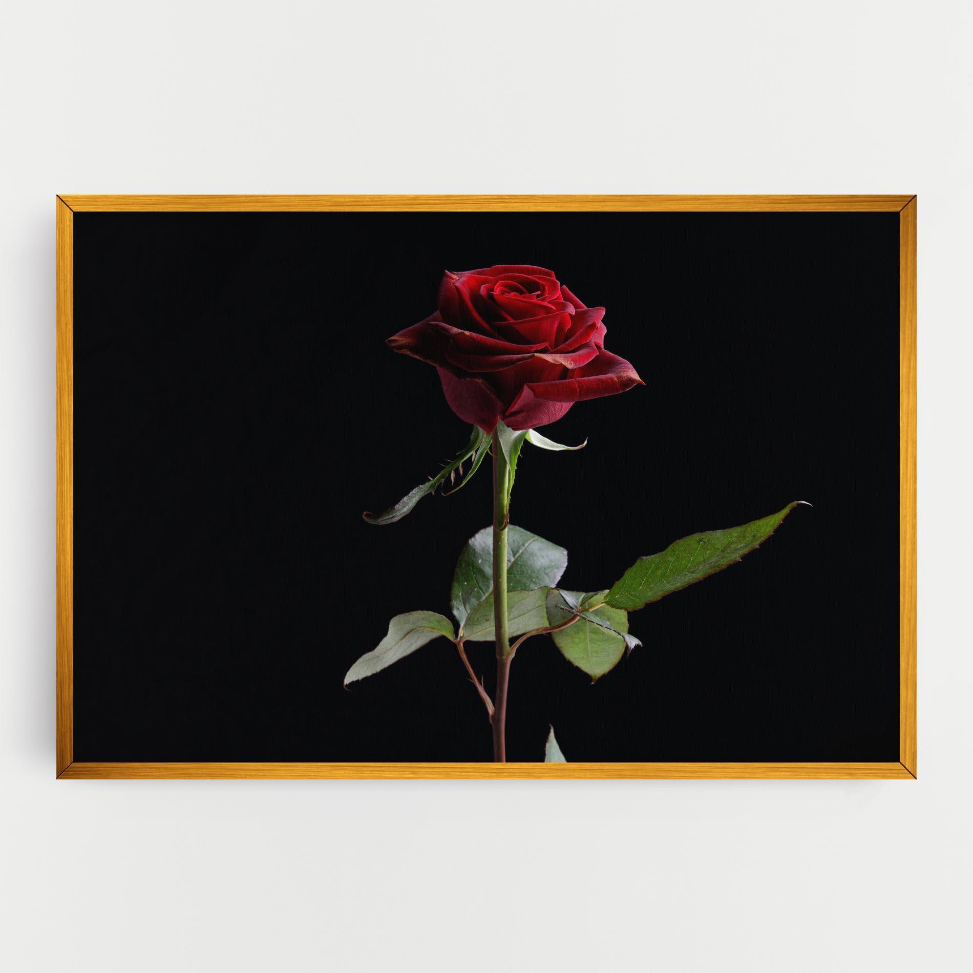 Vászonkép Beautiful Red Rose mockup 0