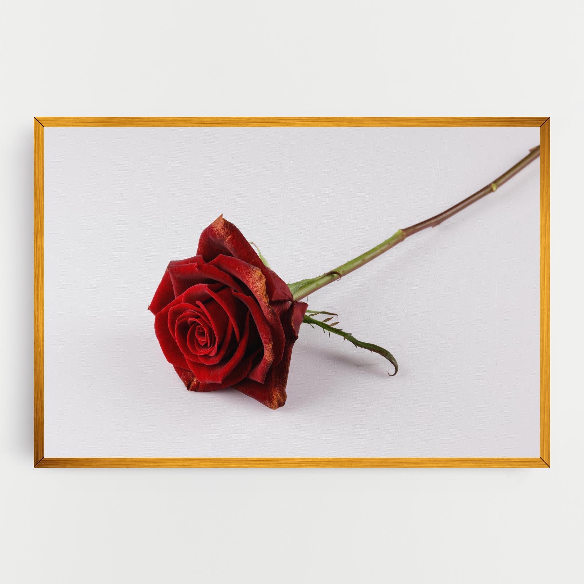 Vászonkép Lonely Rose mockup 0