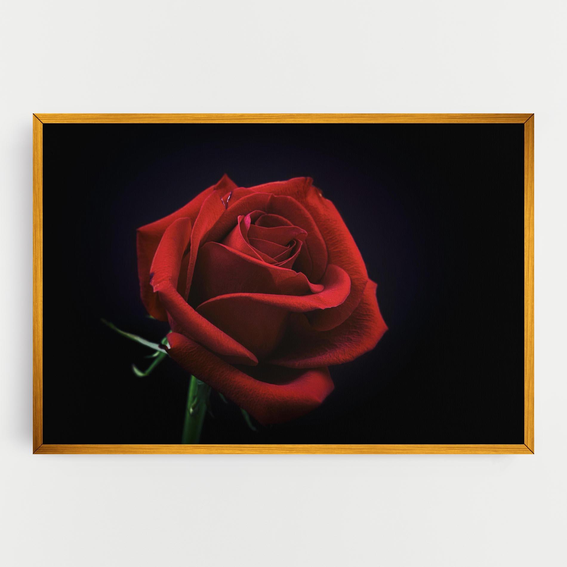 Vászonkép Red Rose Close Up mockup 0