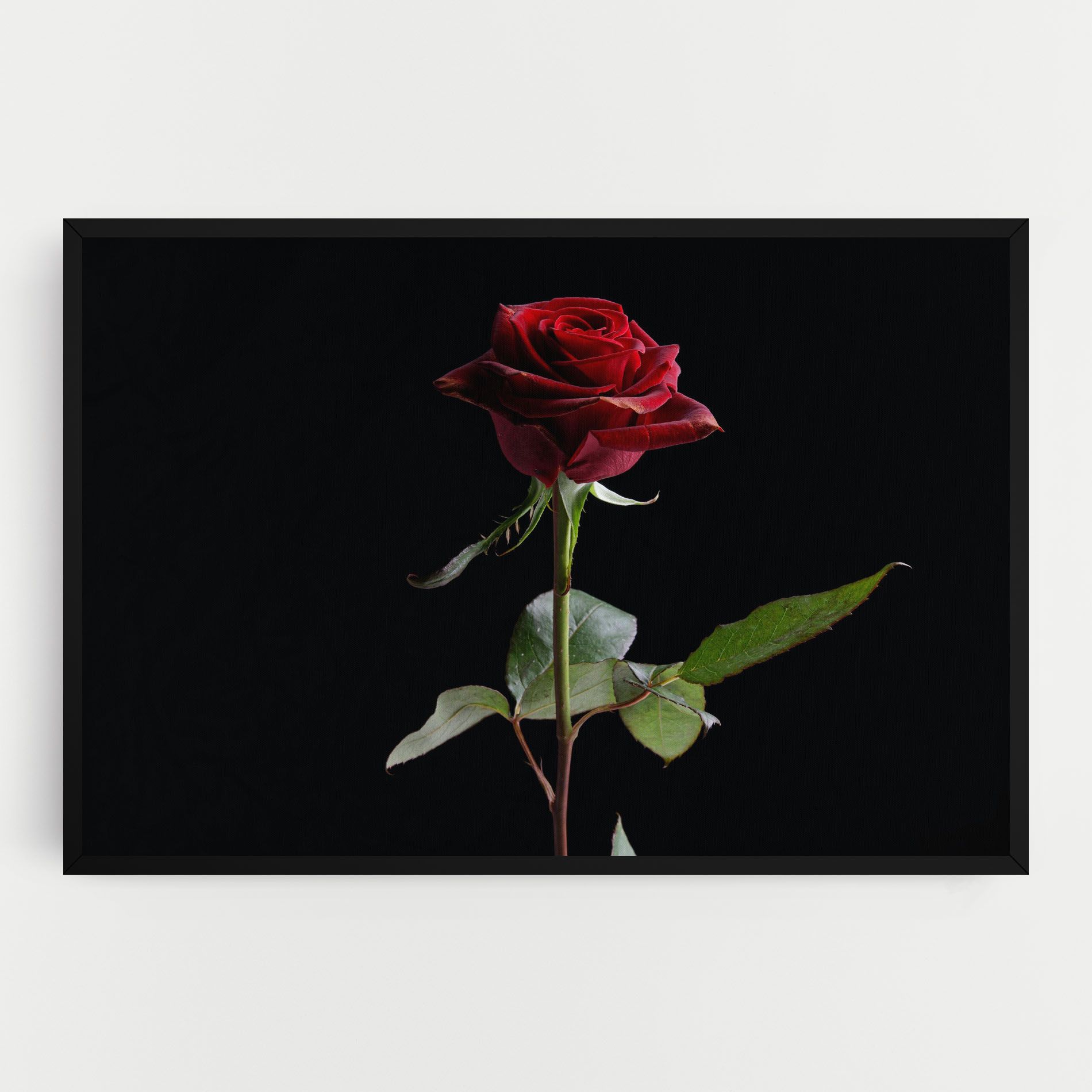 Beautiful Red Rose mockup 0