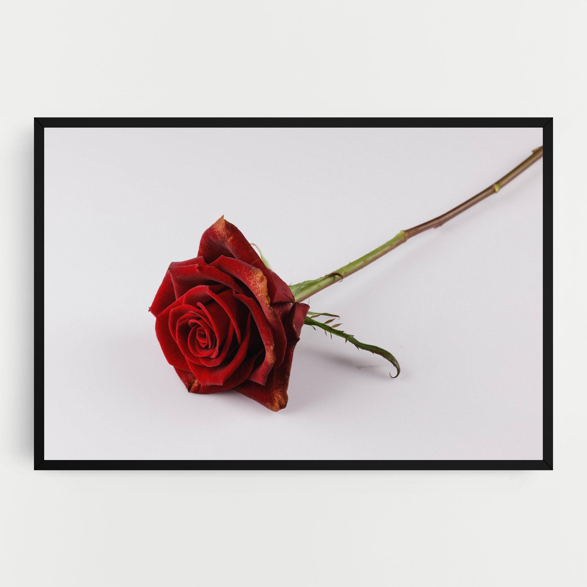 Vászonkép Lonely Rose mockup 0