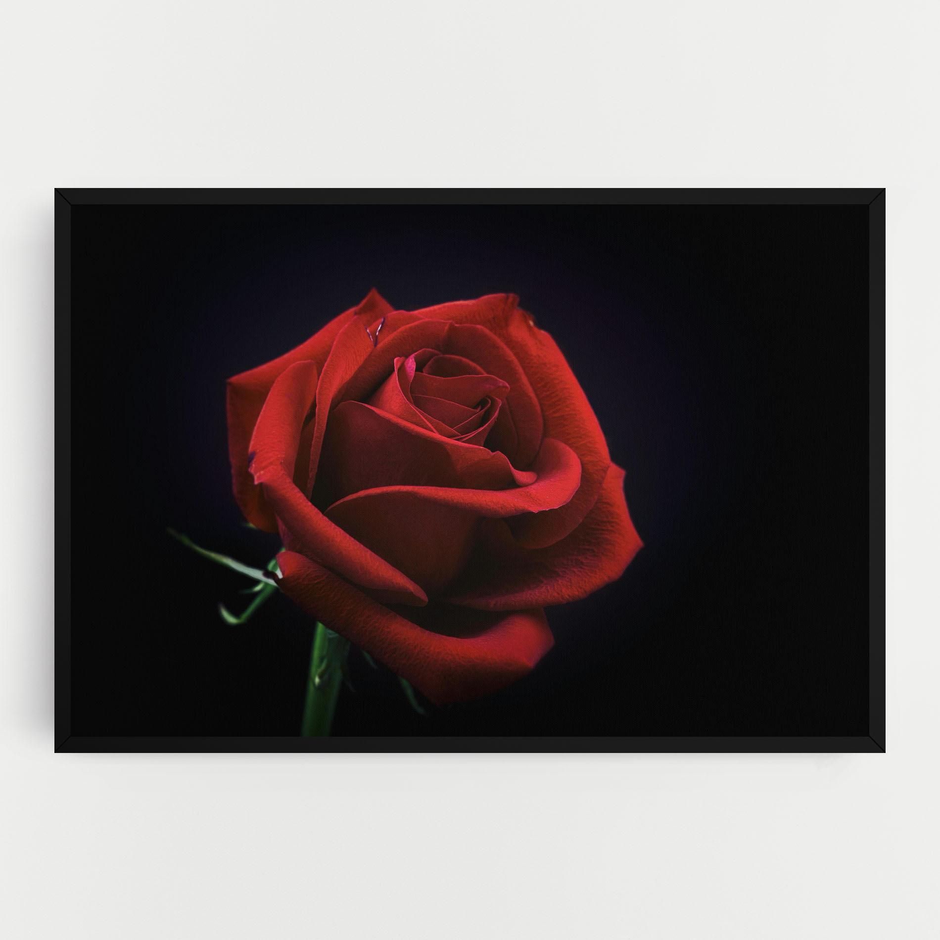 Vászonkép Red Rose Close Up mockup 0