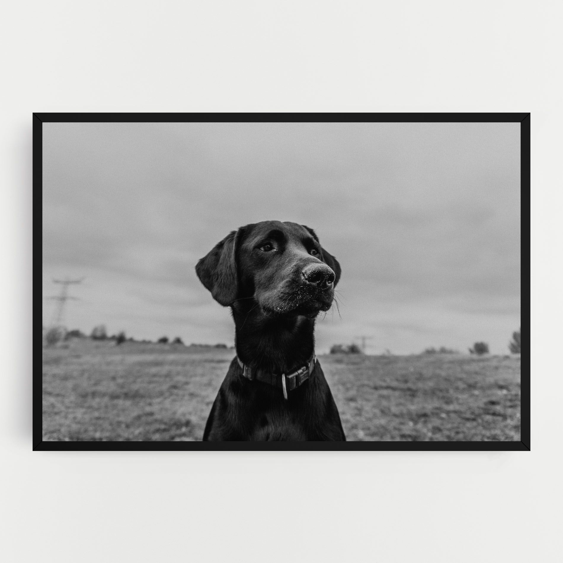 Black Dog mockup 0