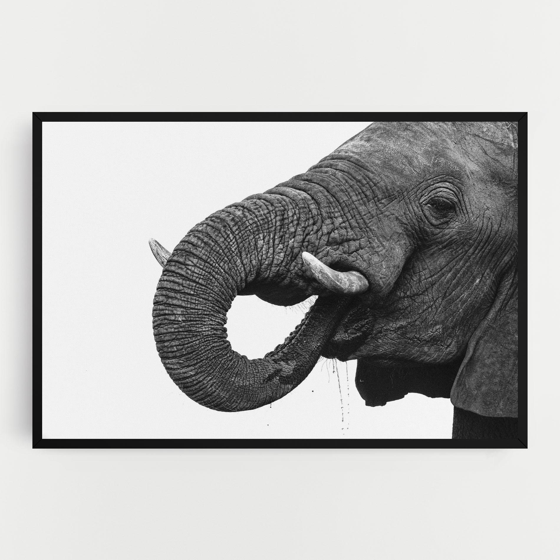 Vászonkép Elephant Drinking mockup 0