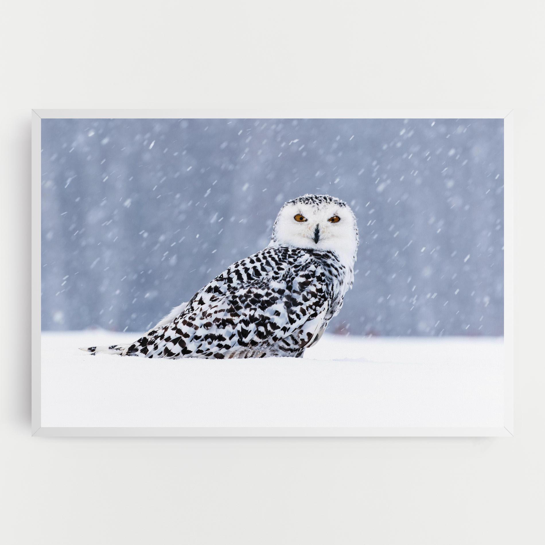 Vászonkép Snow Owl mockup 0