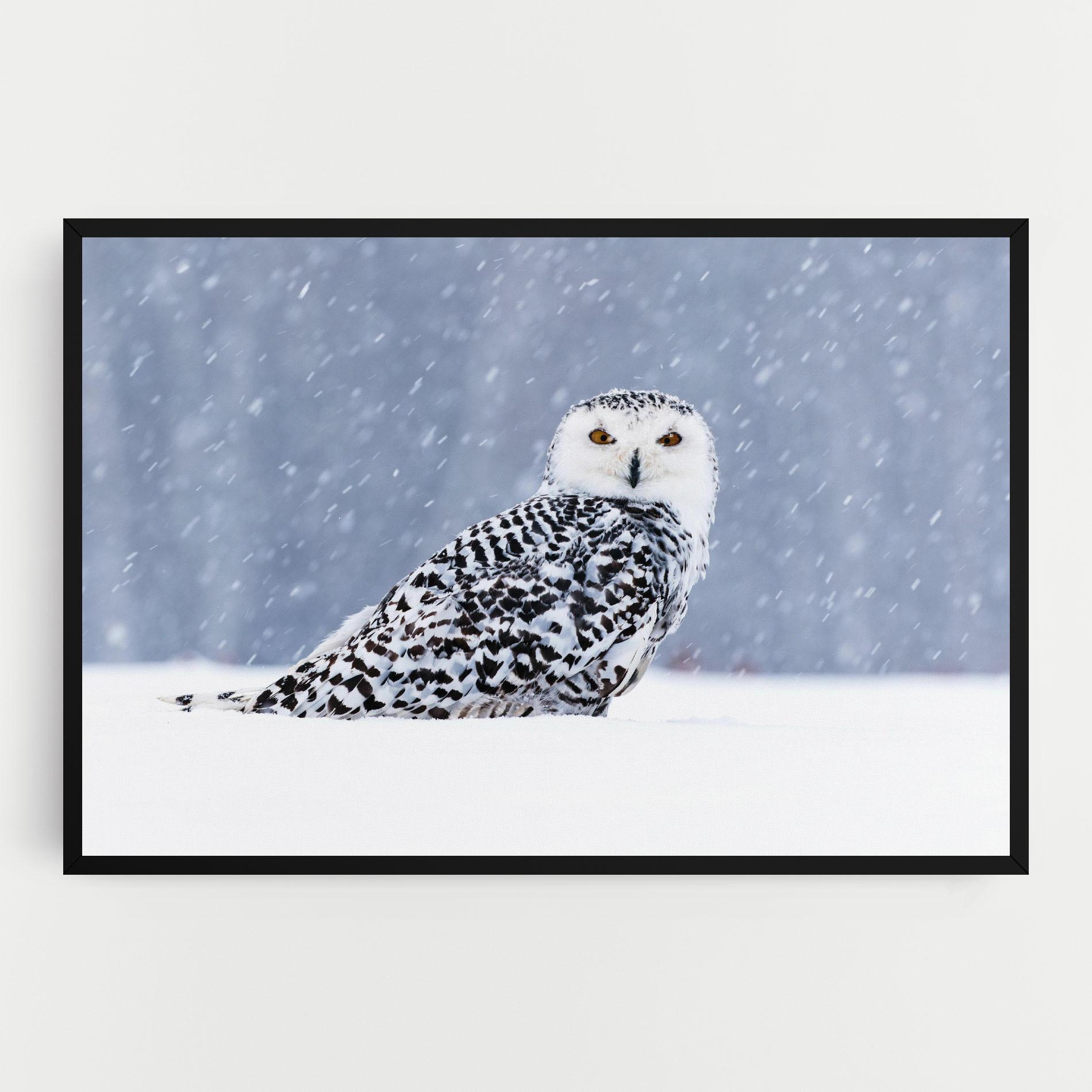 Vászonkép Snow Owl mockup 0