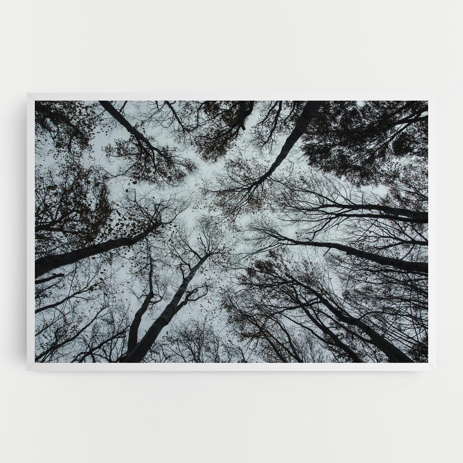 Trees Touching mockup 0