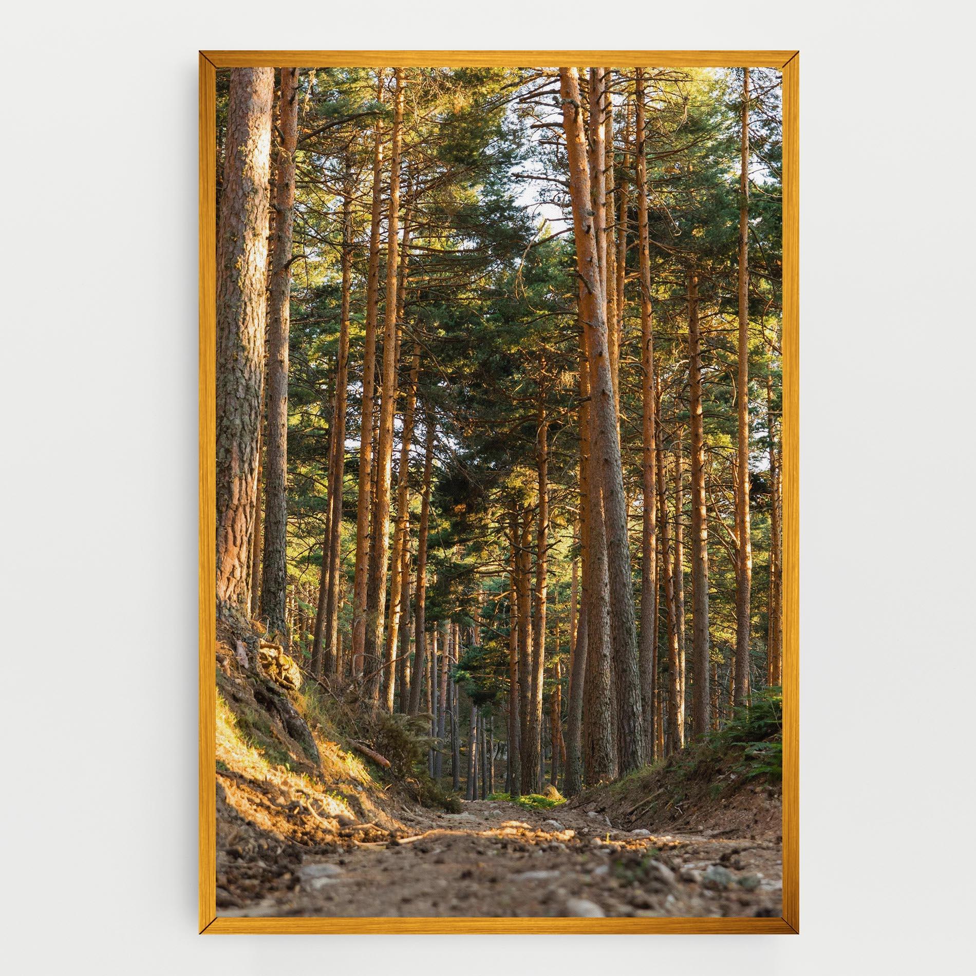 Vászonkép Big Trees Forest mockup 0