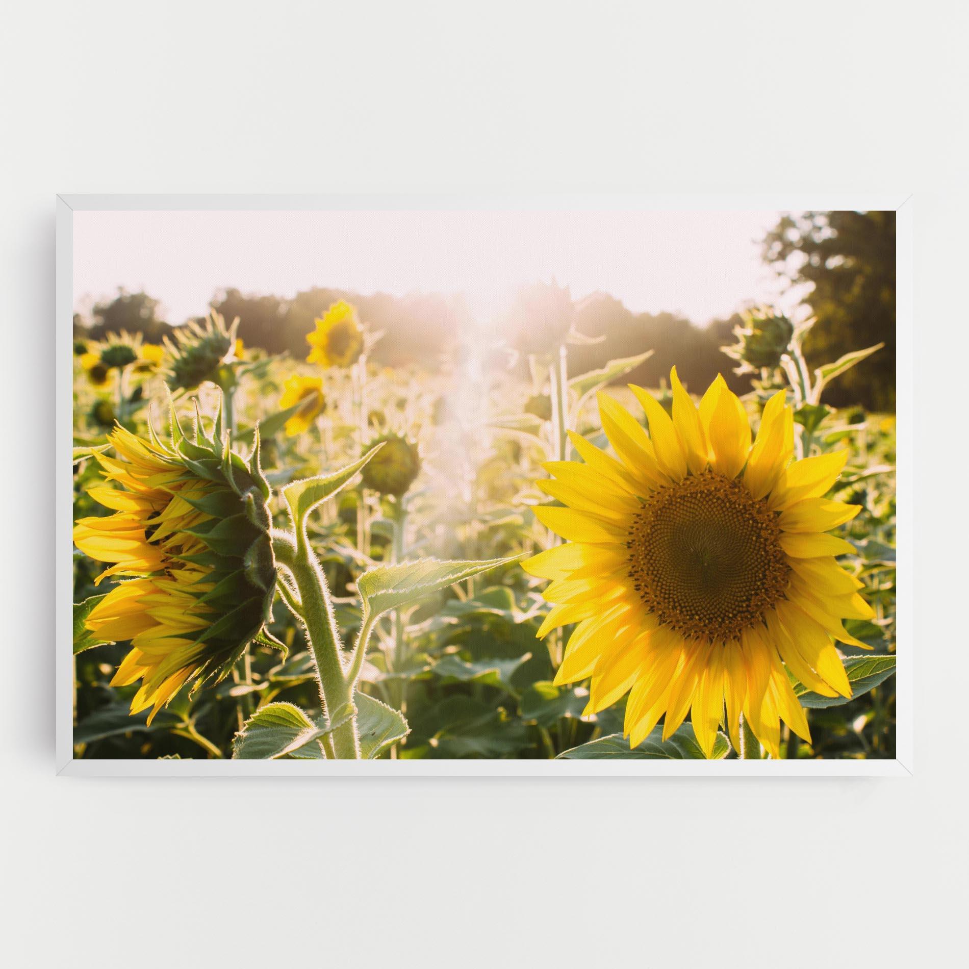 Vászonkép Yellow Sun Flower mockup 0
